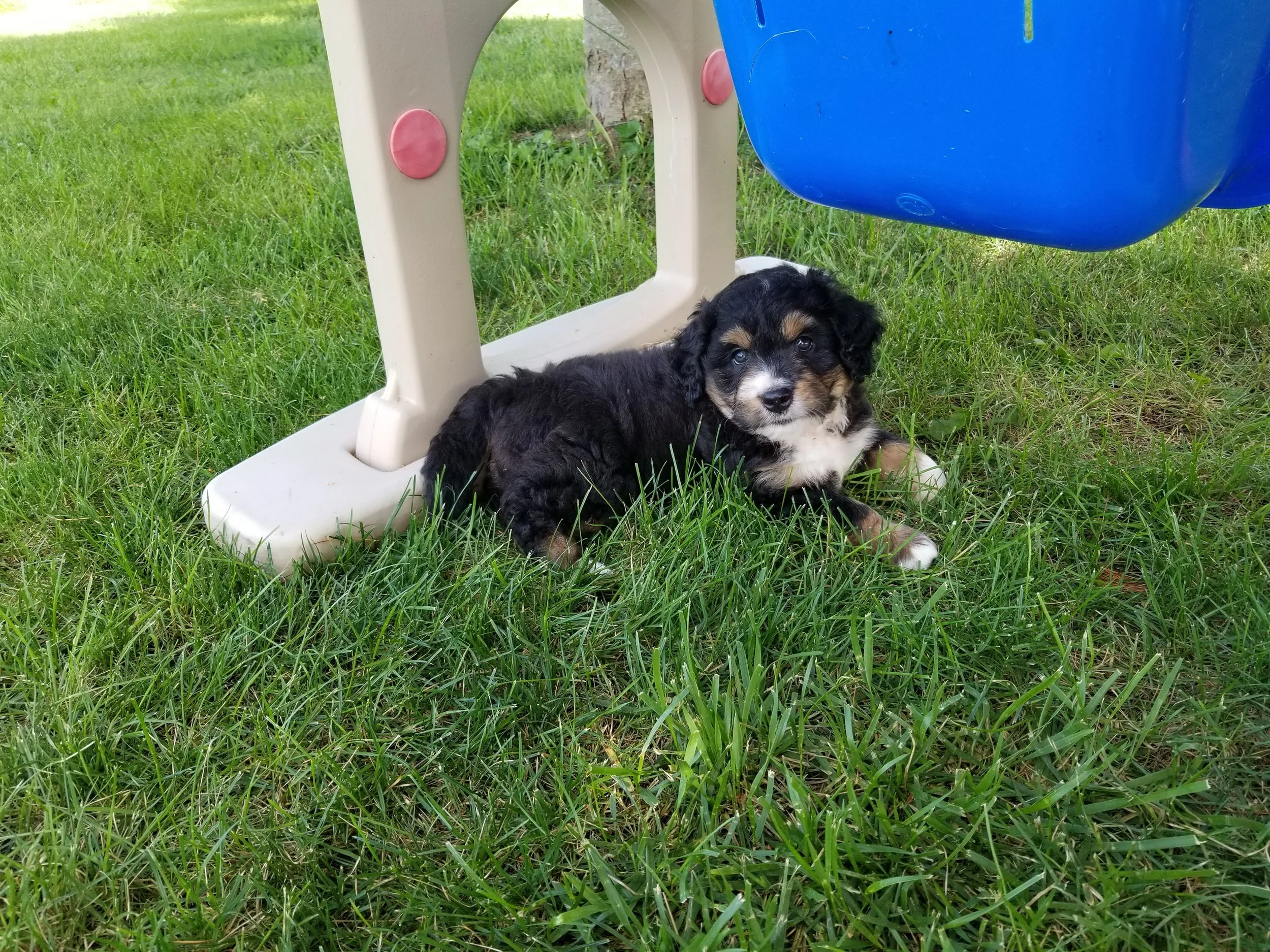 Aubree has found her forever home with Anthony Rajchel from Wisconsin