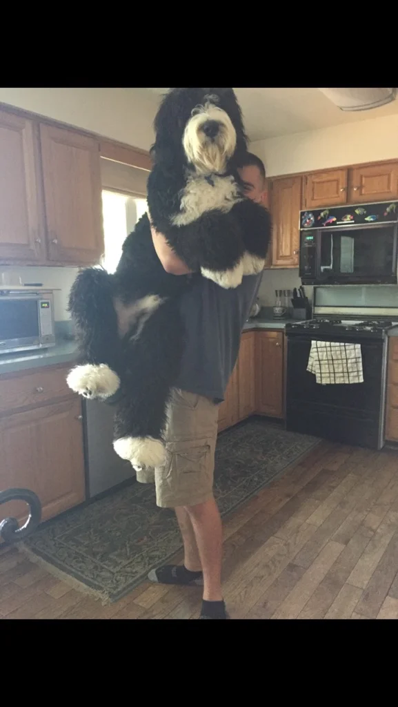 This is Eddie our 110# baby boy who is ten months old. He loves playing, he is a major goofball and loves getting his picture taken. He's been a great addition to our family. Having seen Ryan and his family confirmed that the puppies are raised in a loving family, The Dudek Family