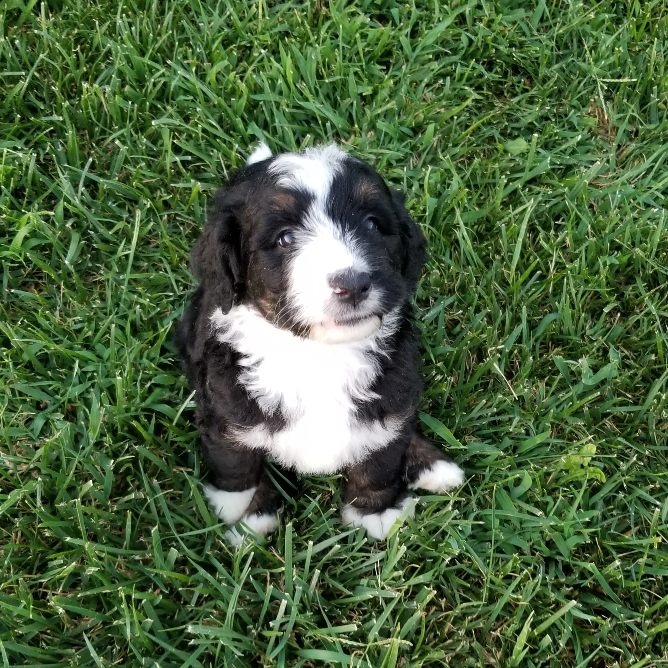 Natalie has found her home with Craig Browning and family in Kansas!