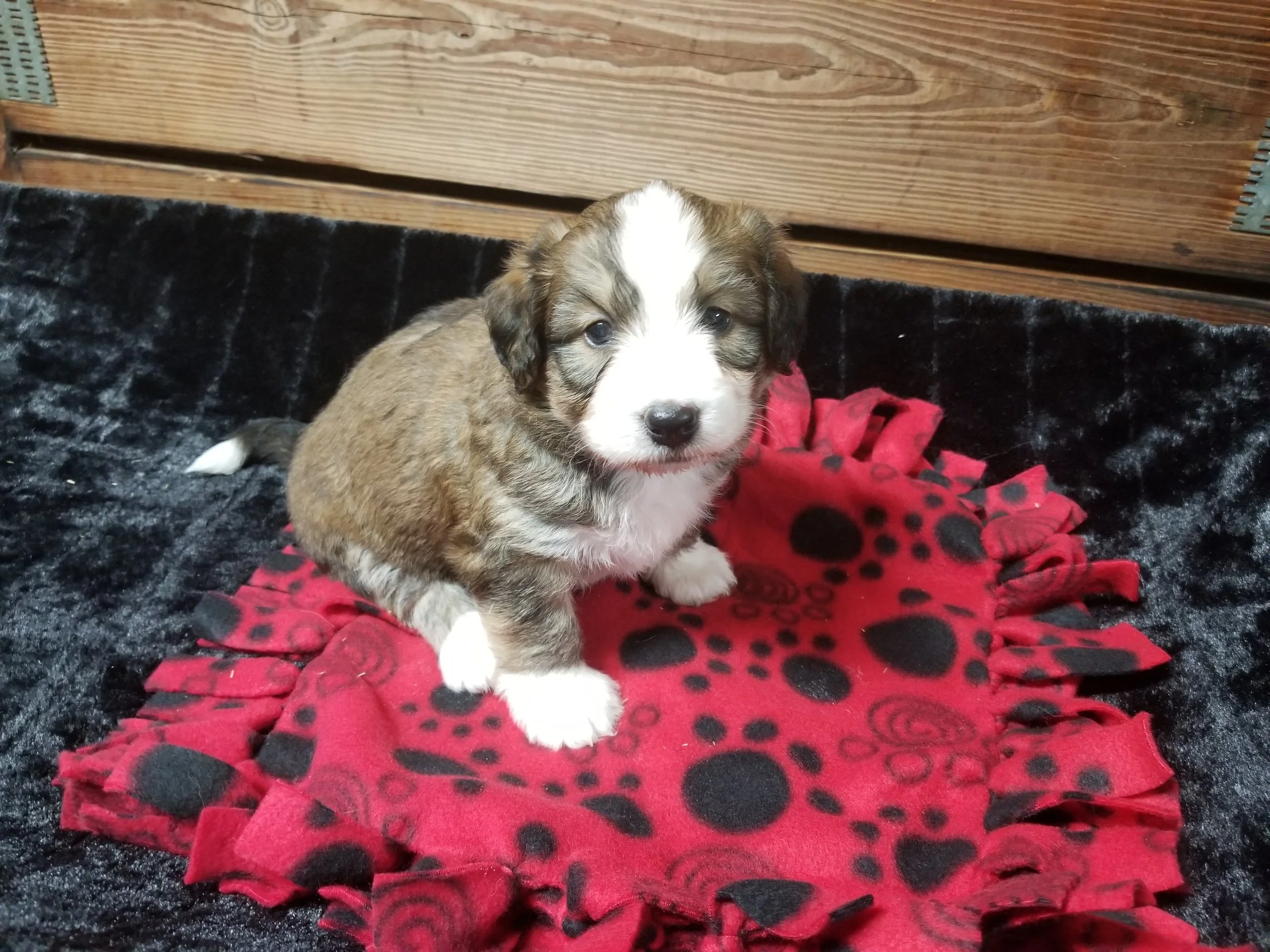 Carla has found her forever home with Denise Arnold from Chicago IL