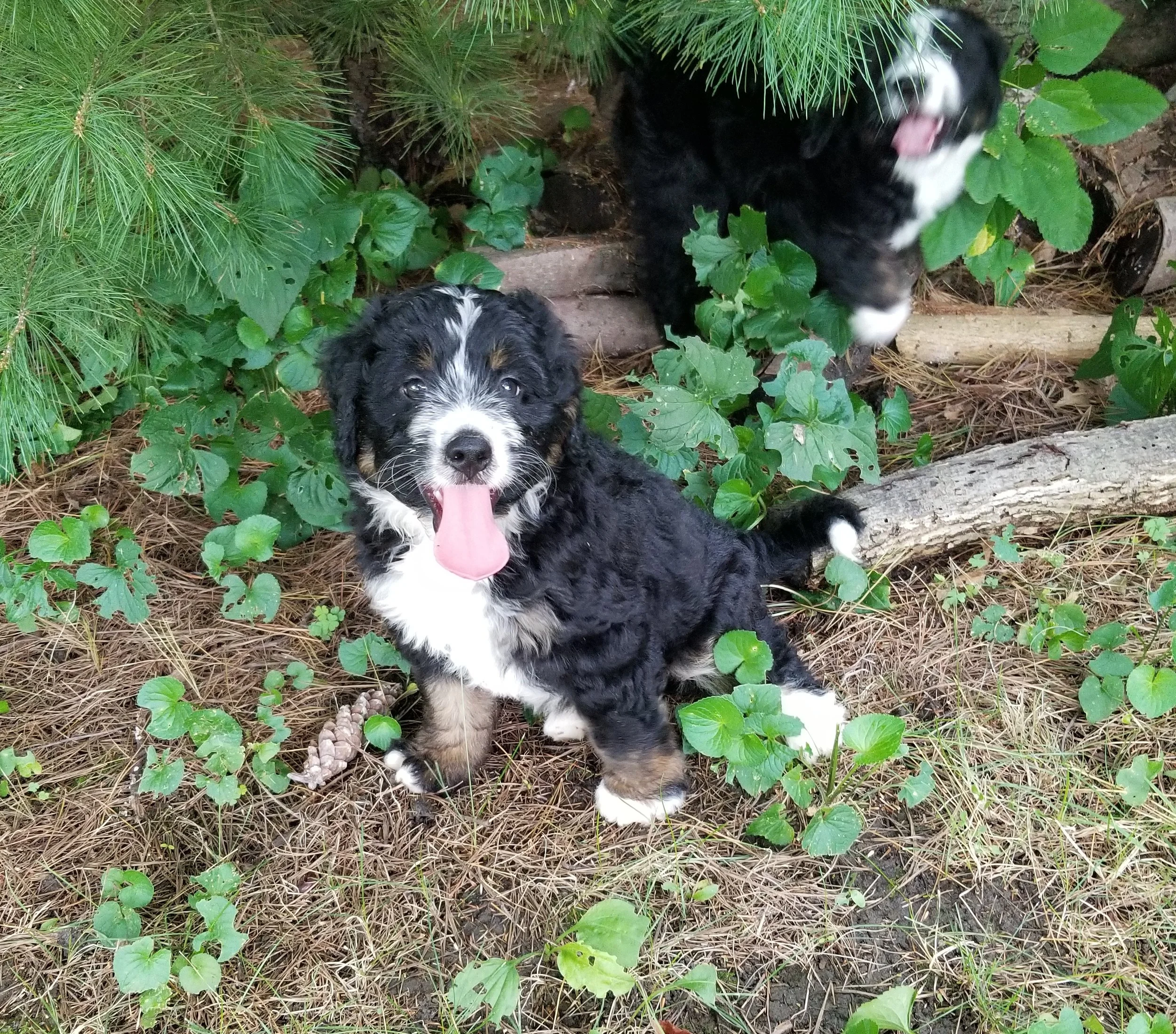 Wyatt has found his forever home with Nicholas Julian from West Hollywood California