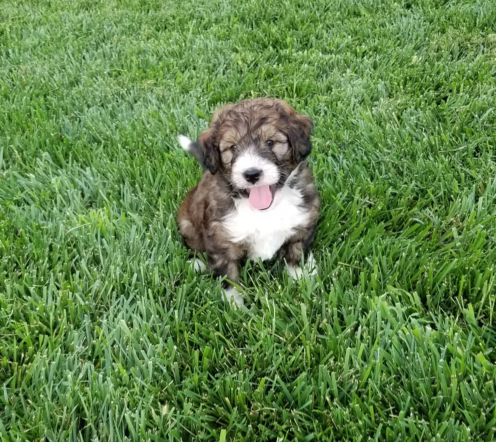 Archer has found his home with Danielle Pallo from Denver Colorado.