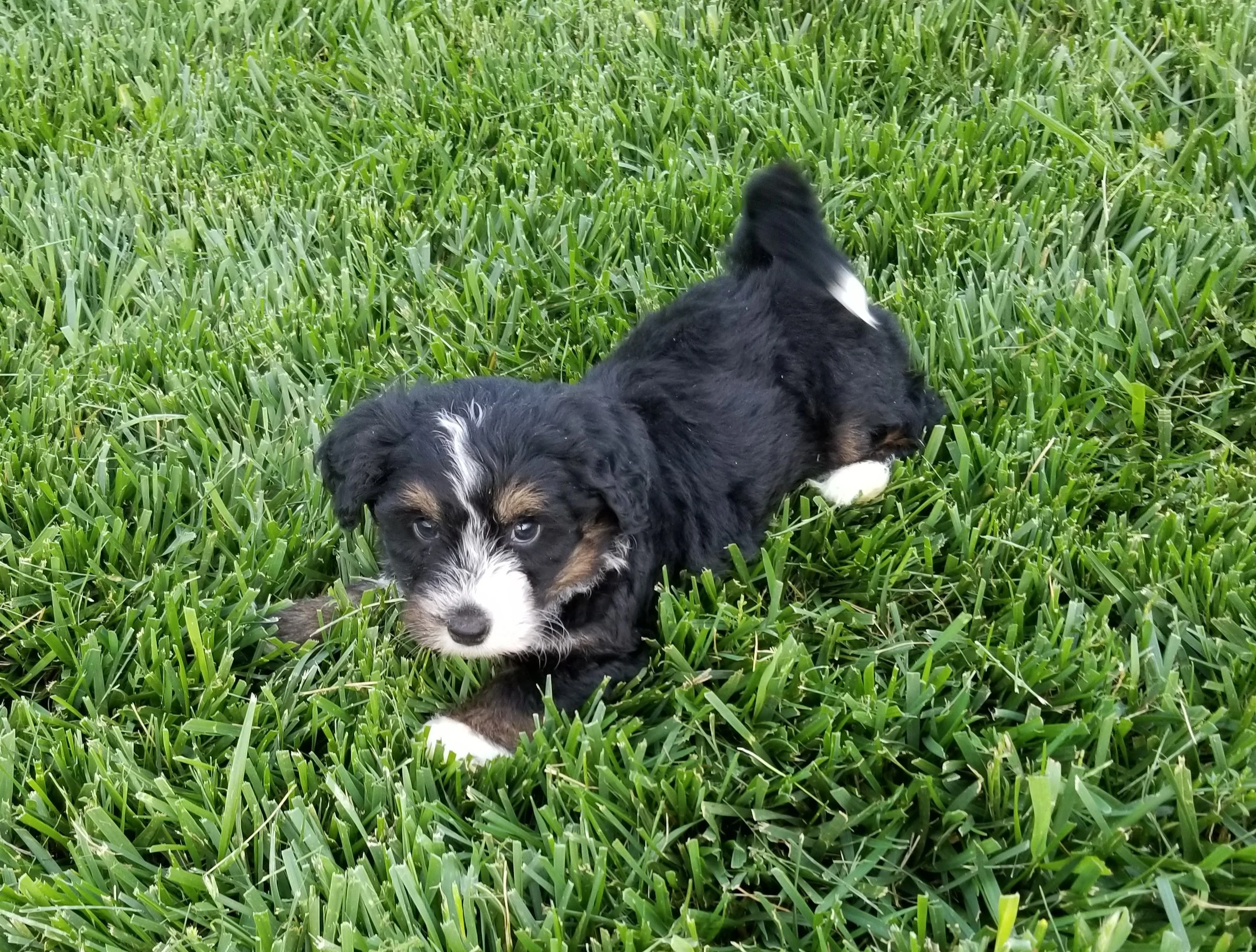 Bonnie has found her forever home with Jake & Kelley Franken from Sioux center Iowa