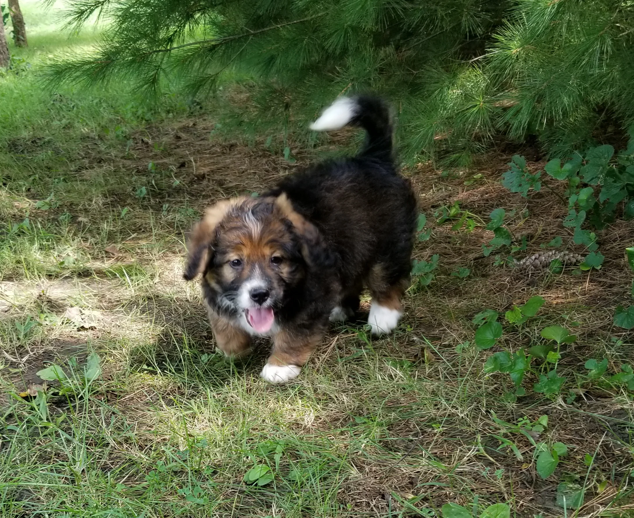 Josie has found her forever home with Krista Corey from Chicago.
