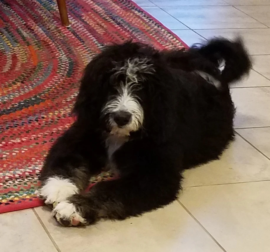Maddie formerly Kimmy is now living with in Lovington Illinois with Danny and Theresa Banks.