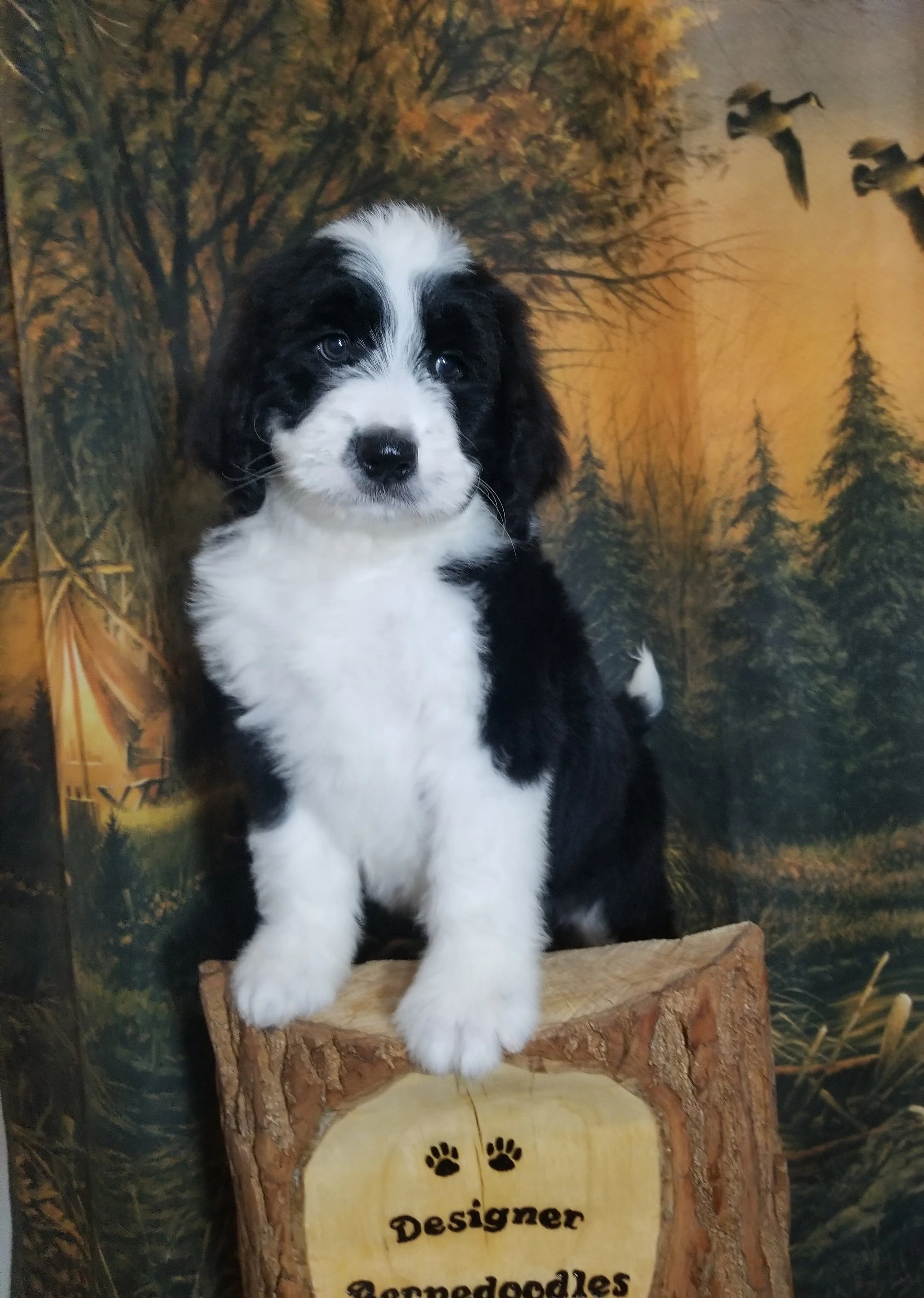 Abbott has found his forever home with Sofia Ulrich from WI