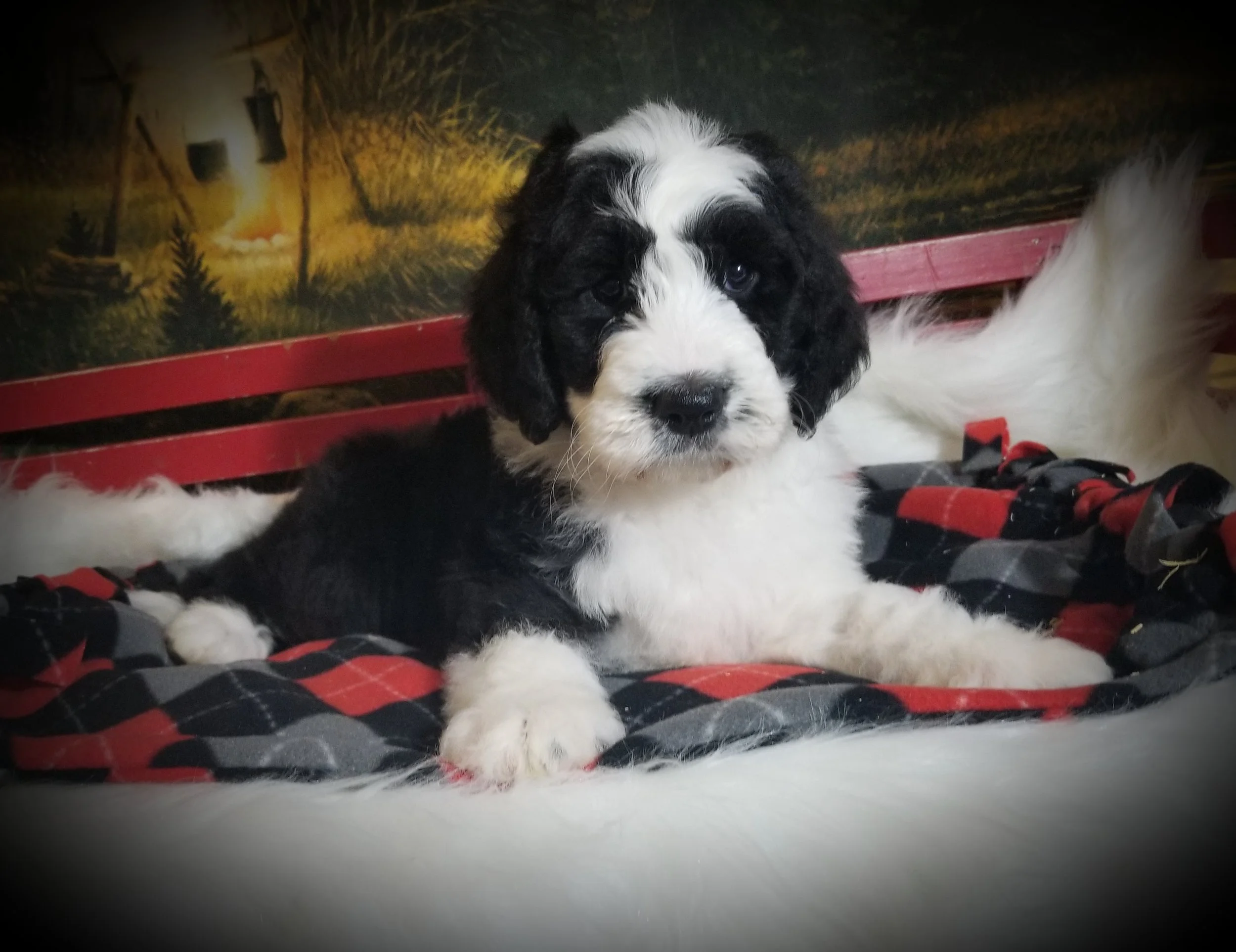 Brock has found his forever home with Jennifer Yu from Chicago Il