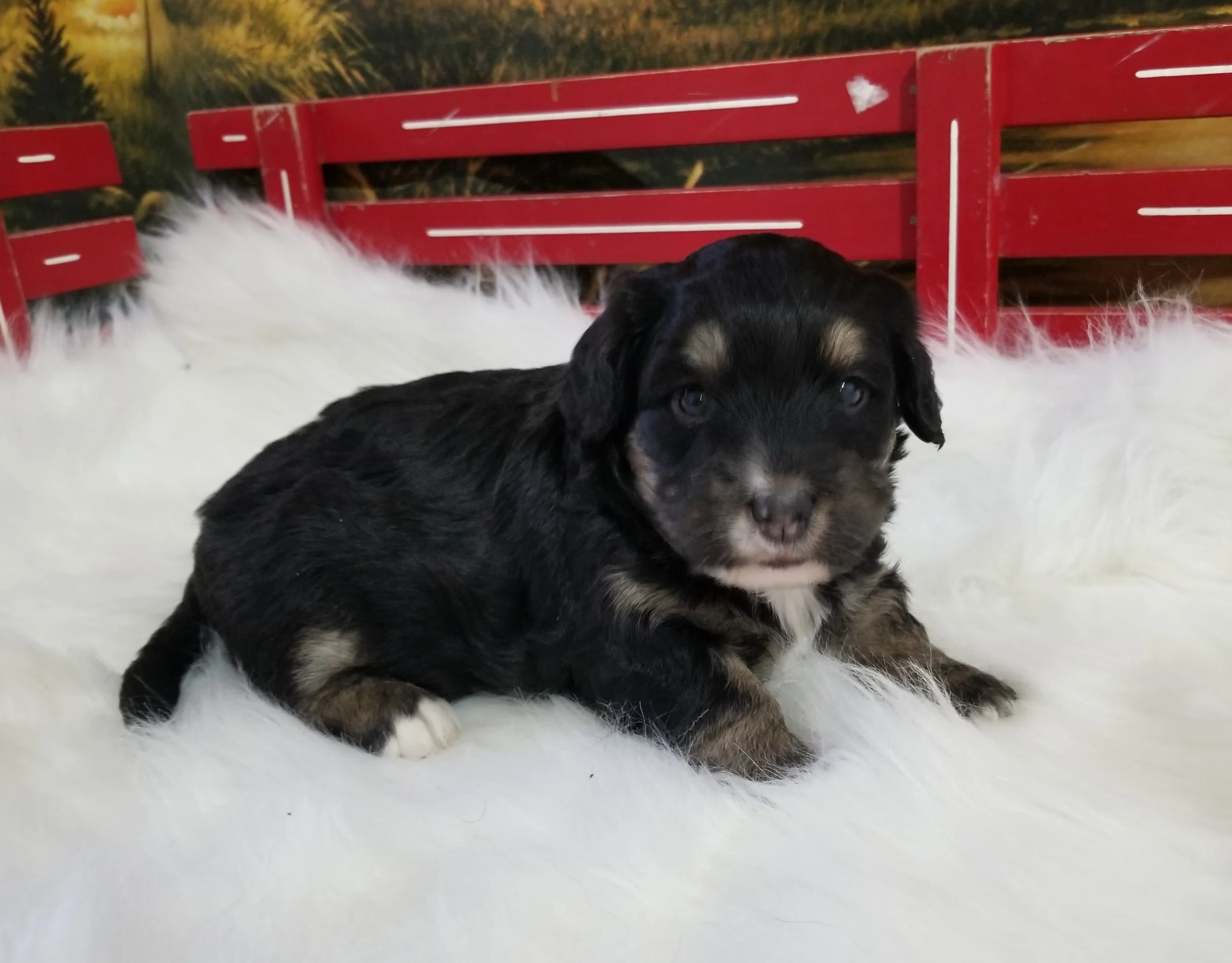 Carrie has found her home with Dee Black and family from Norwell MA