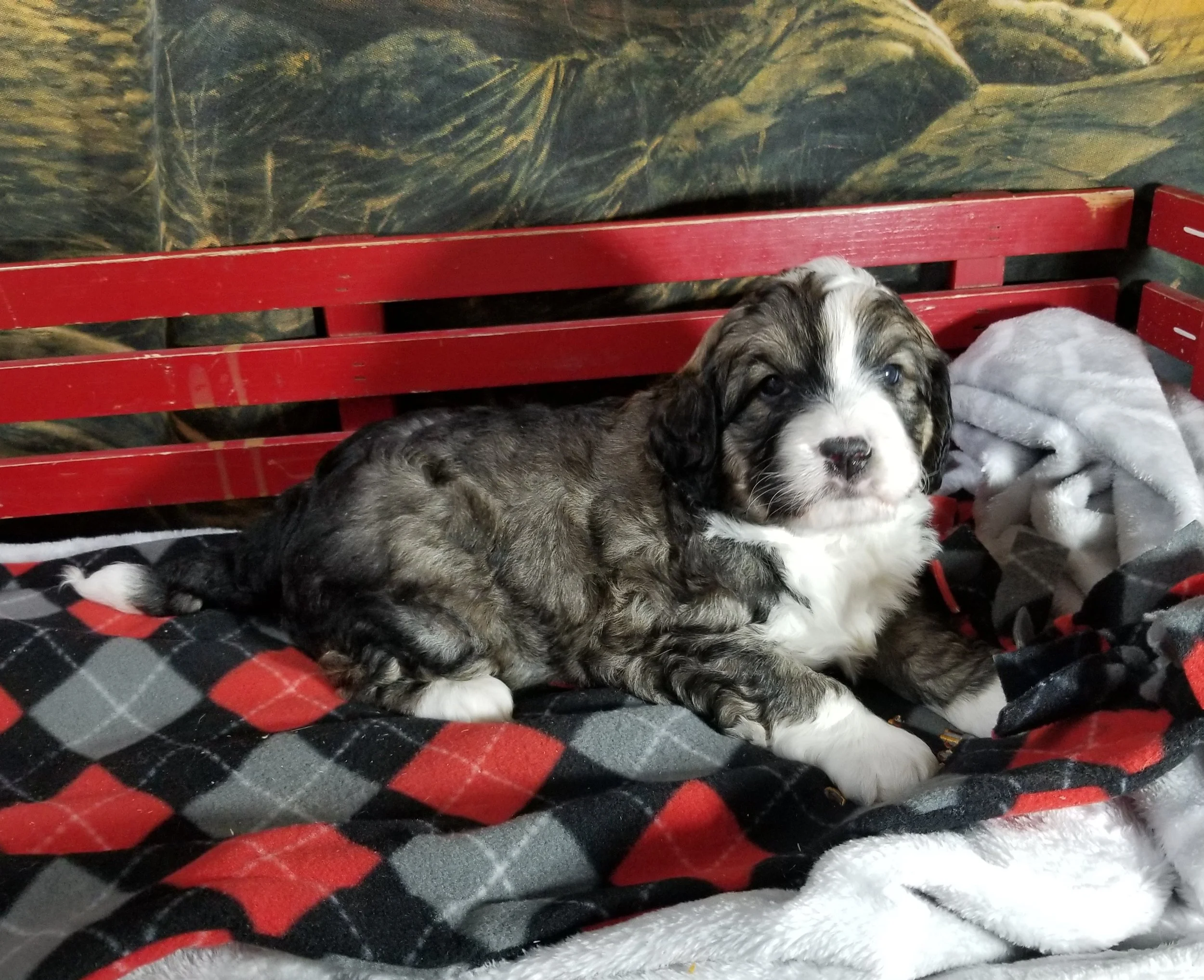 Felix has found his home with Donna Watson and family from Trumball CT