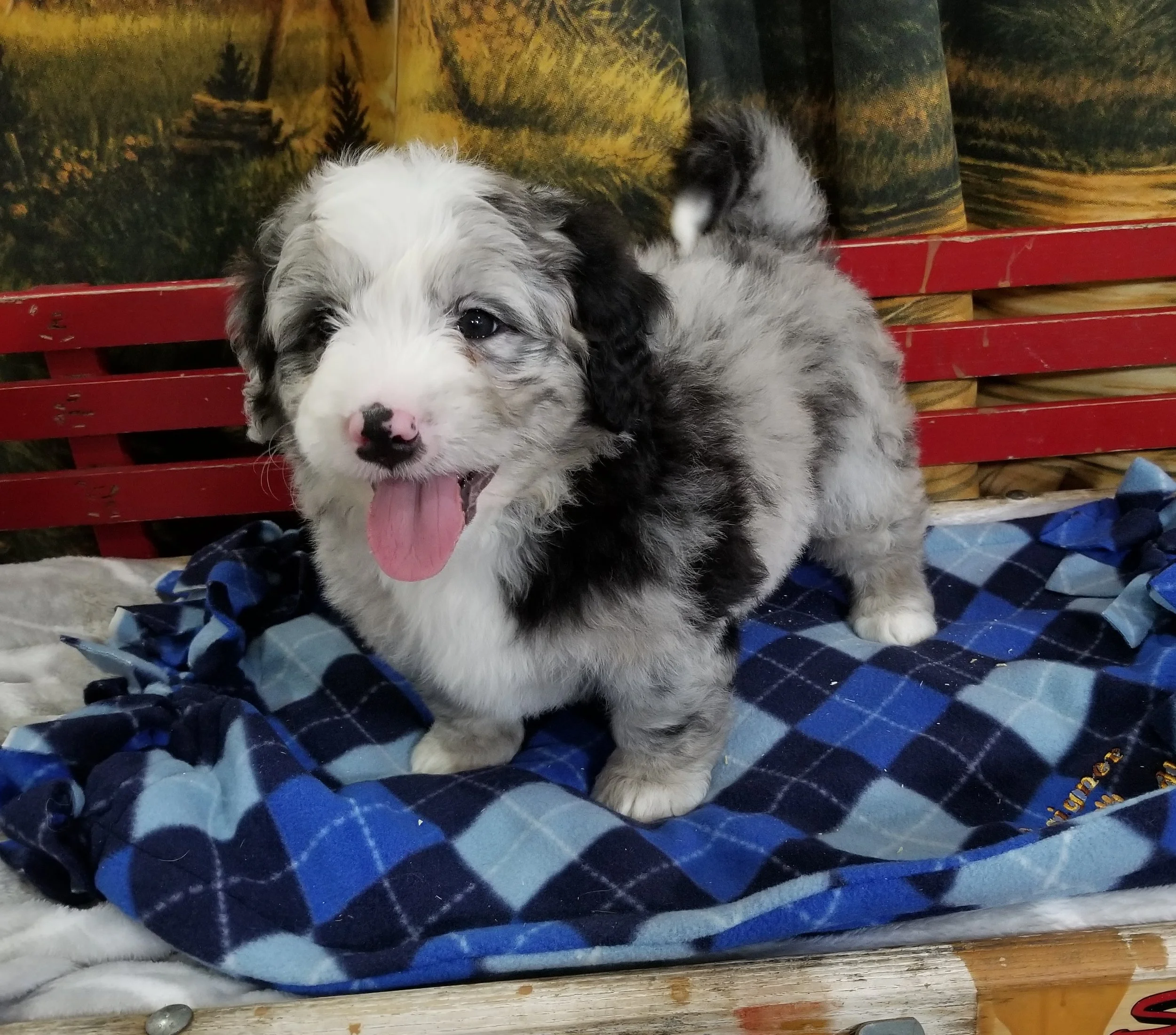 Heath now Barkley has found his forever family with Nancy Rockel and family from Toronto