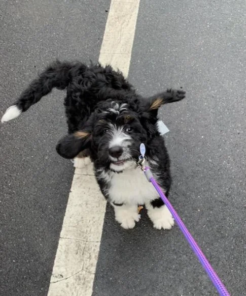 Zach now Reggie is living a great life with Kenneth and Christine Begasse from Greenwich CT