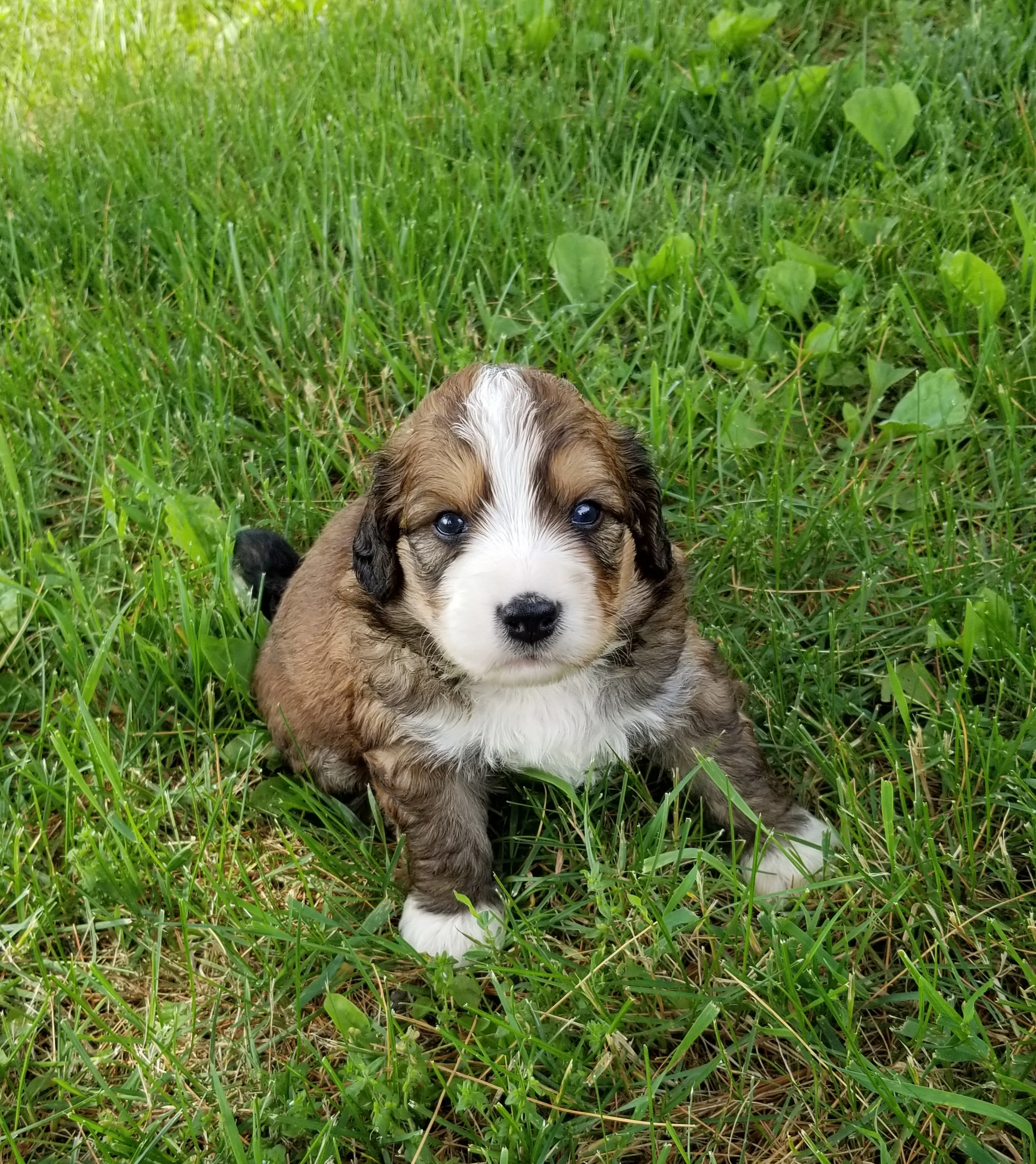 Larsen from Angel and Rocky’s litter has found his forever home with Mallory Maney and family from Caledonia IL.