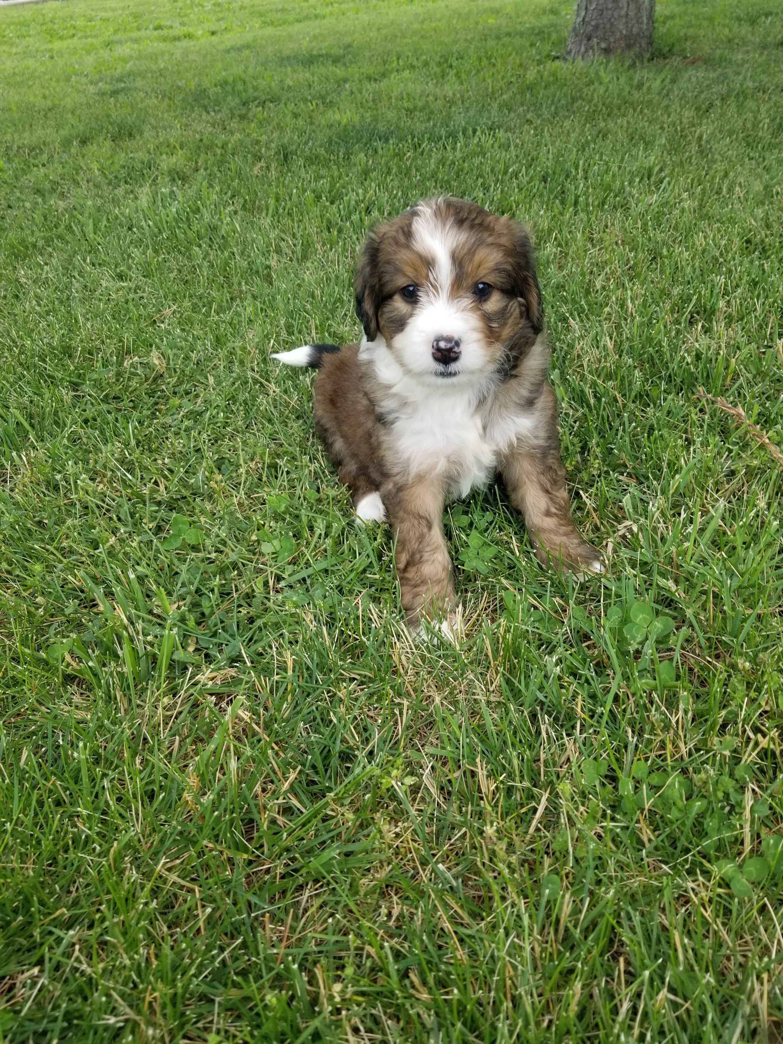 Bailey has found her home with Ryan and Kim Hill from Kentucky.