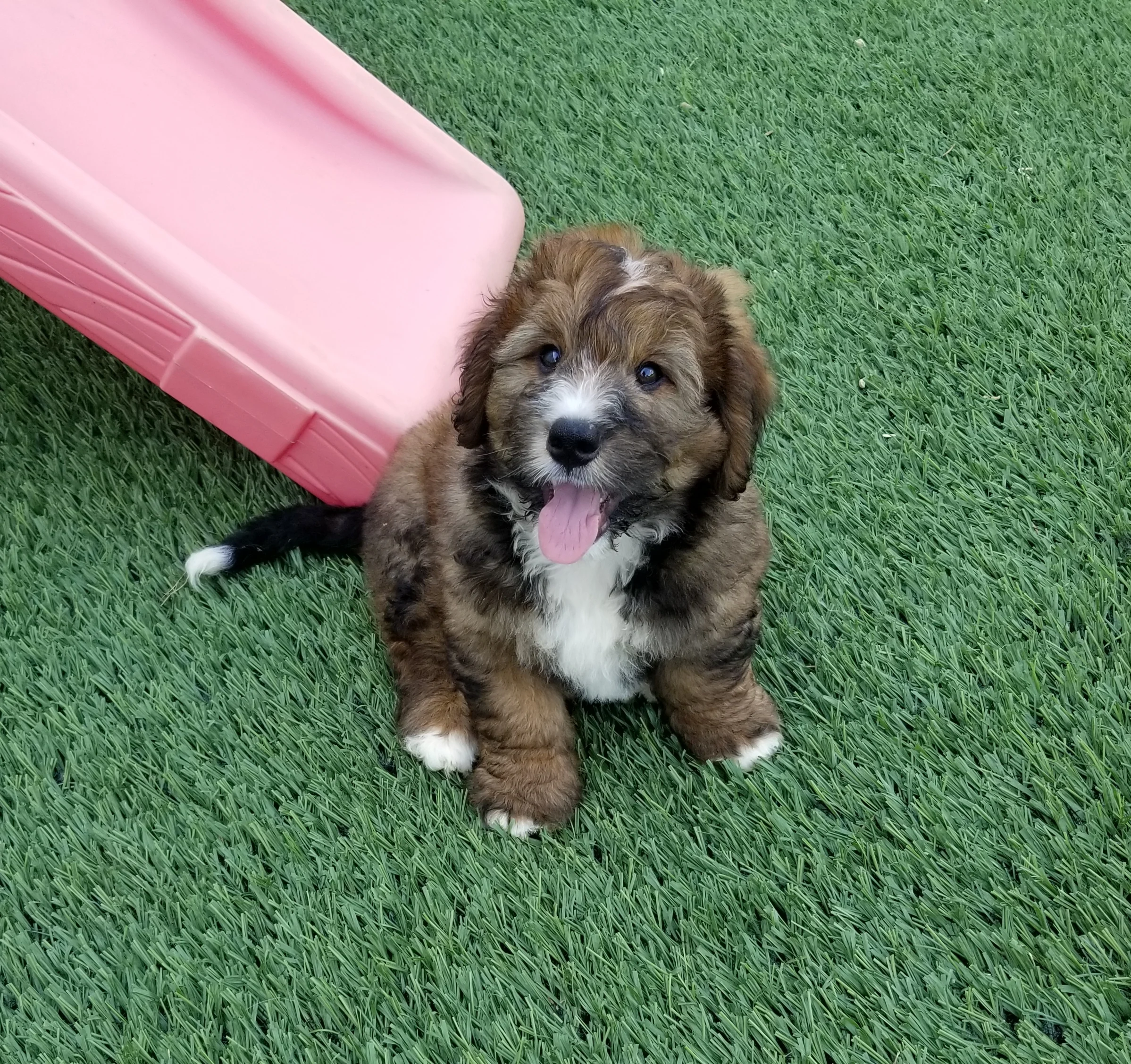 Chewie formerly Ike is living with Ben Dukleth and family in Texas.