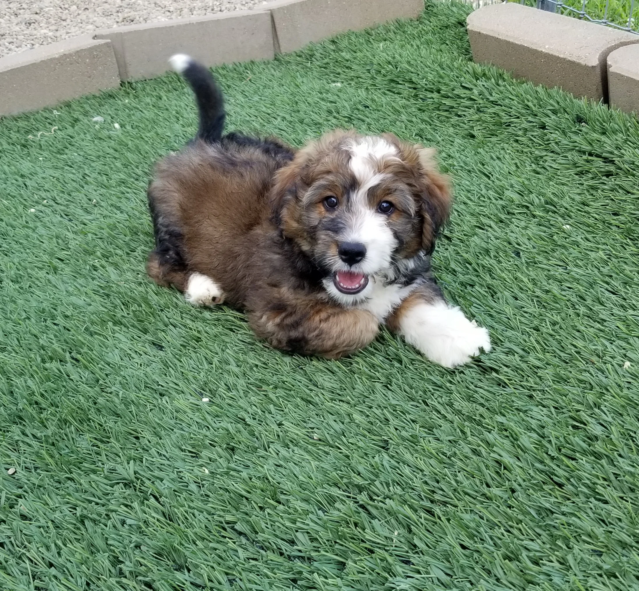Gibbs has found his forever home with Ravi and family in Chicago IL.