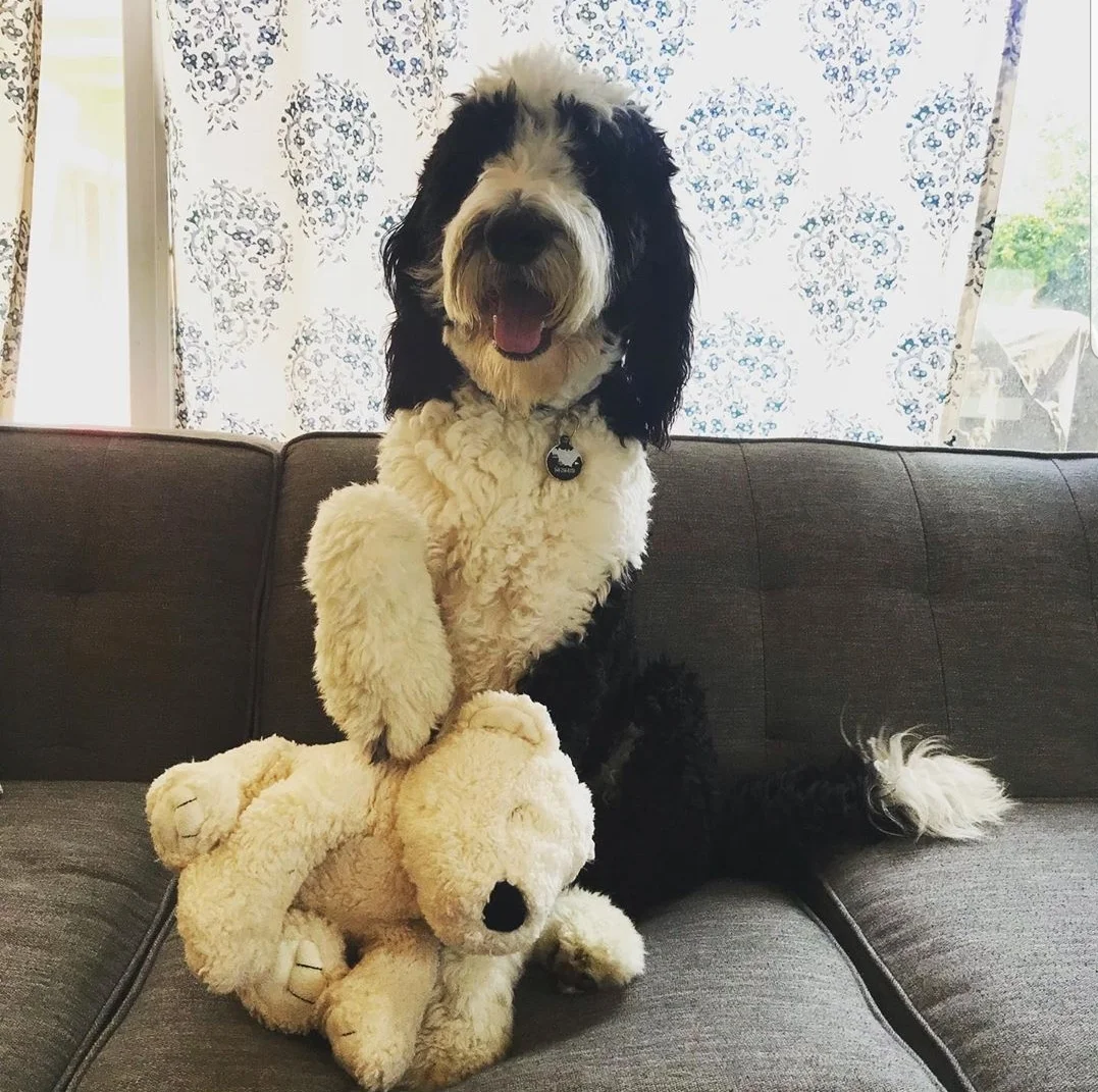 Murphy is great. She is the sweetest dog. We have never heard her growl! She is so patient and loving. My clients adore her!! And aside from being a bit stubborn she is so smart and responsive to her training. We honestly couldn’t be happier. She was the best addition to the family!! Abby Find her on instagram @ Murphy_the_ therapy_doodle Murphy’s parents are Jasmine and Dukes Winner.