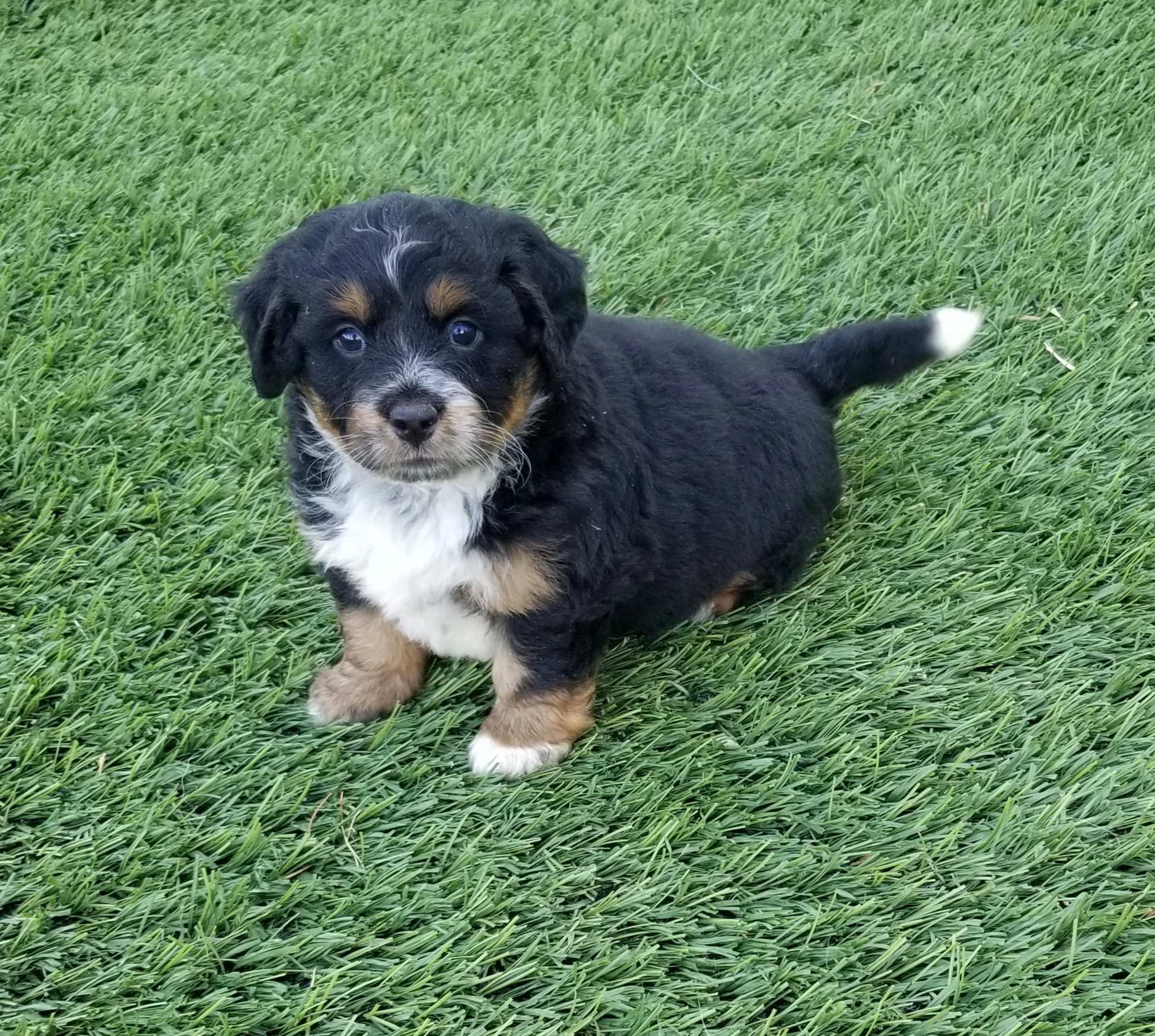 Cam has found his forever home with Kimberly Ryan from Chicago IL.