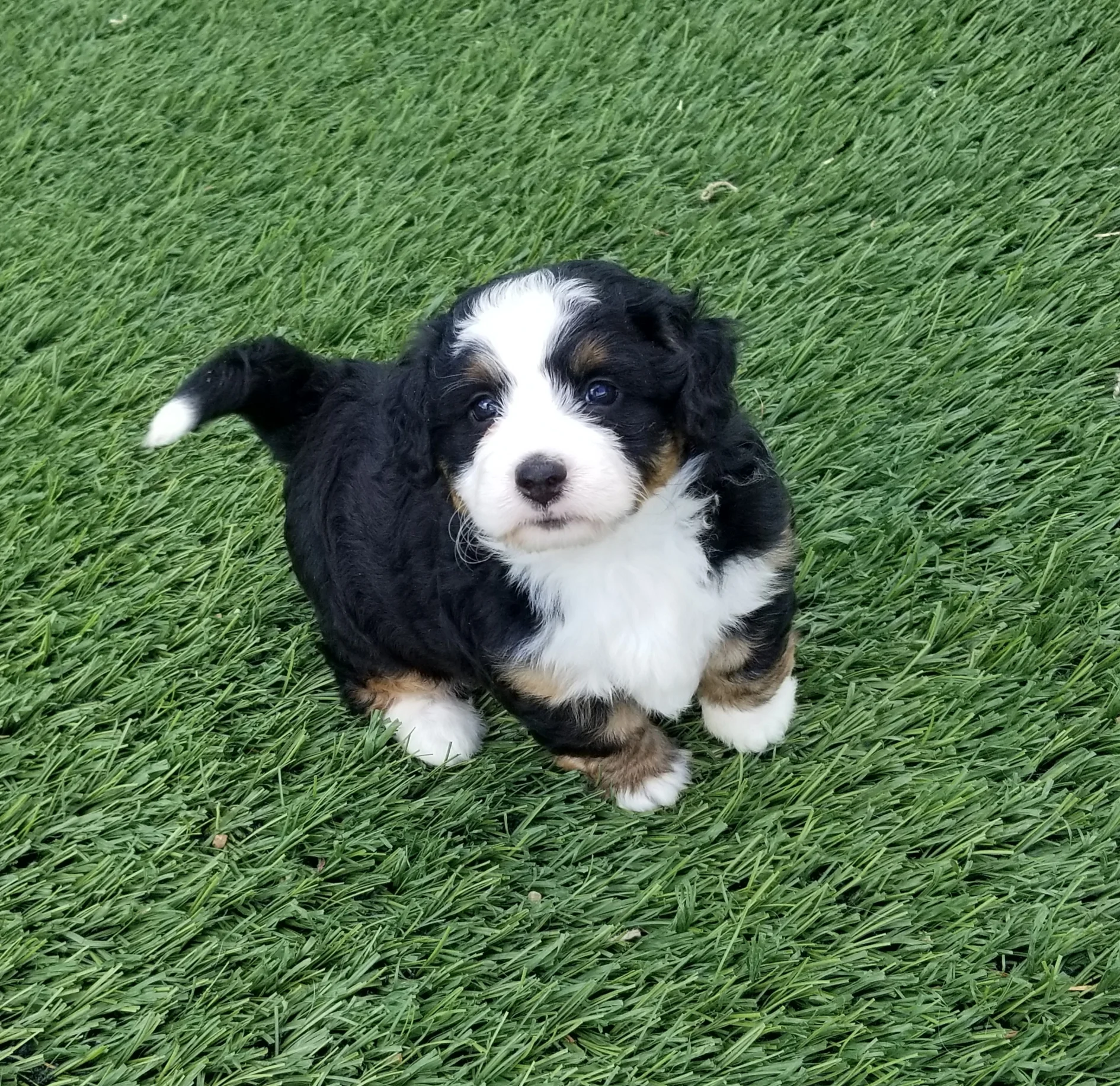 Amber and Jaspers girl you can watch her grow up on instagram @Millie.the.mini.bernedoodle She is living with Deborah Parker and family from KY.