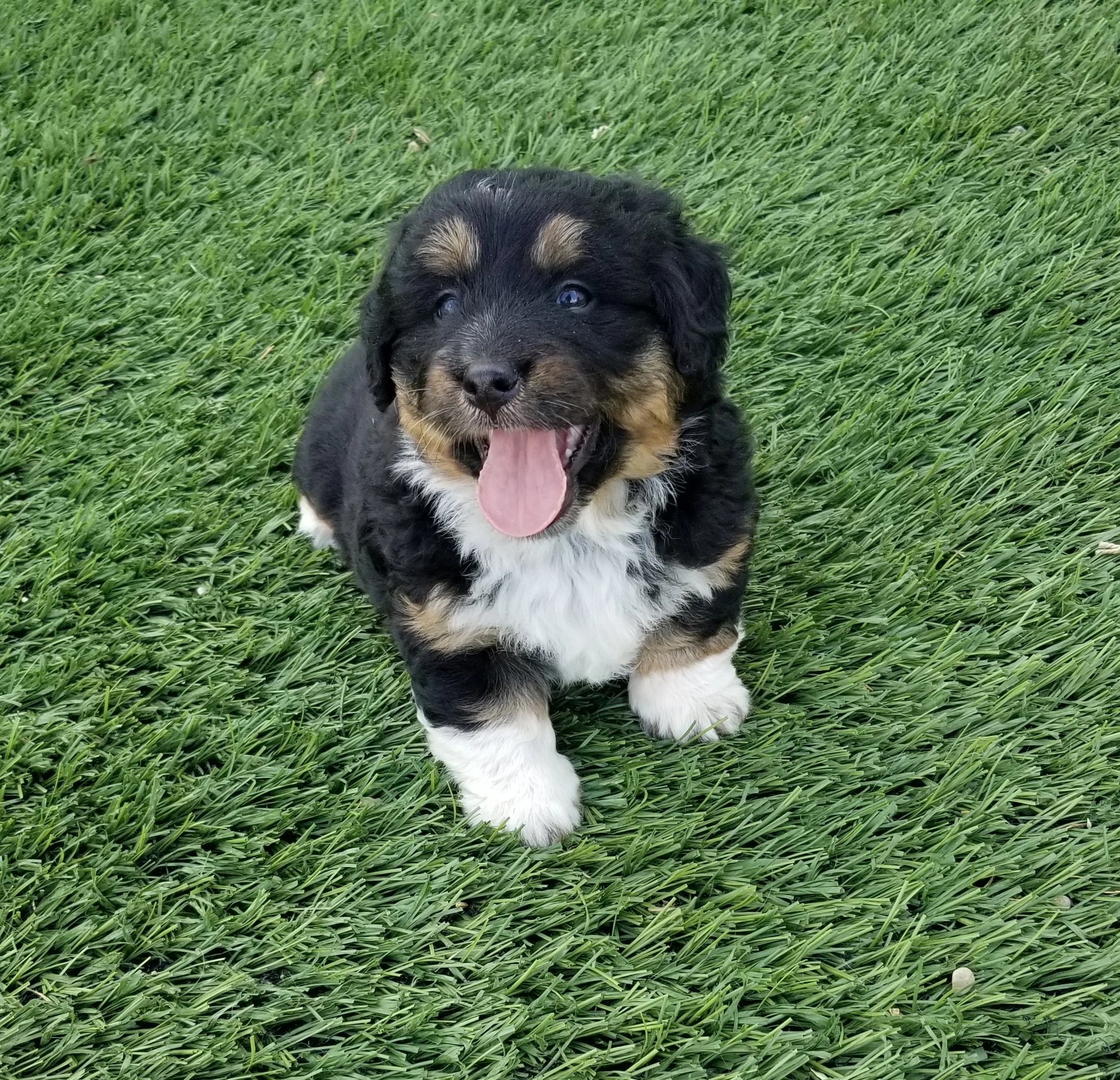Brice has found his forever home with Heather Campbell and family from WI