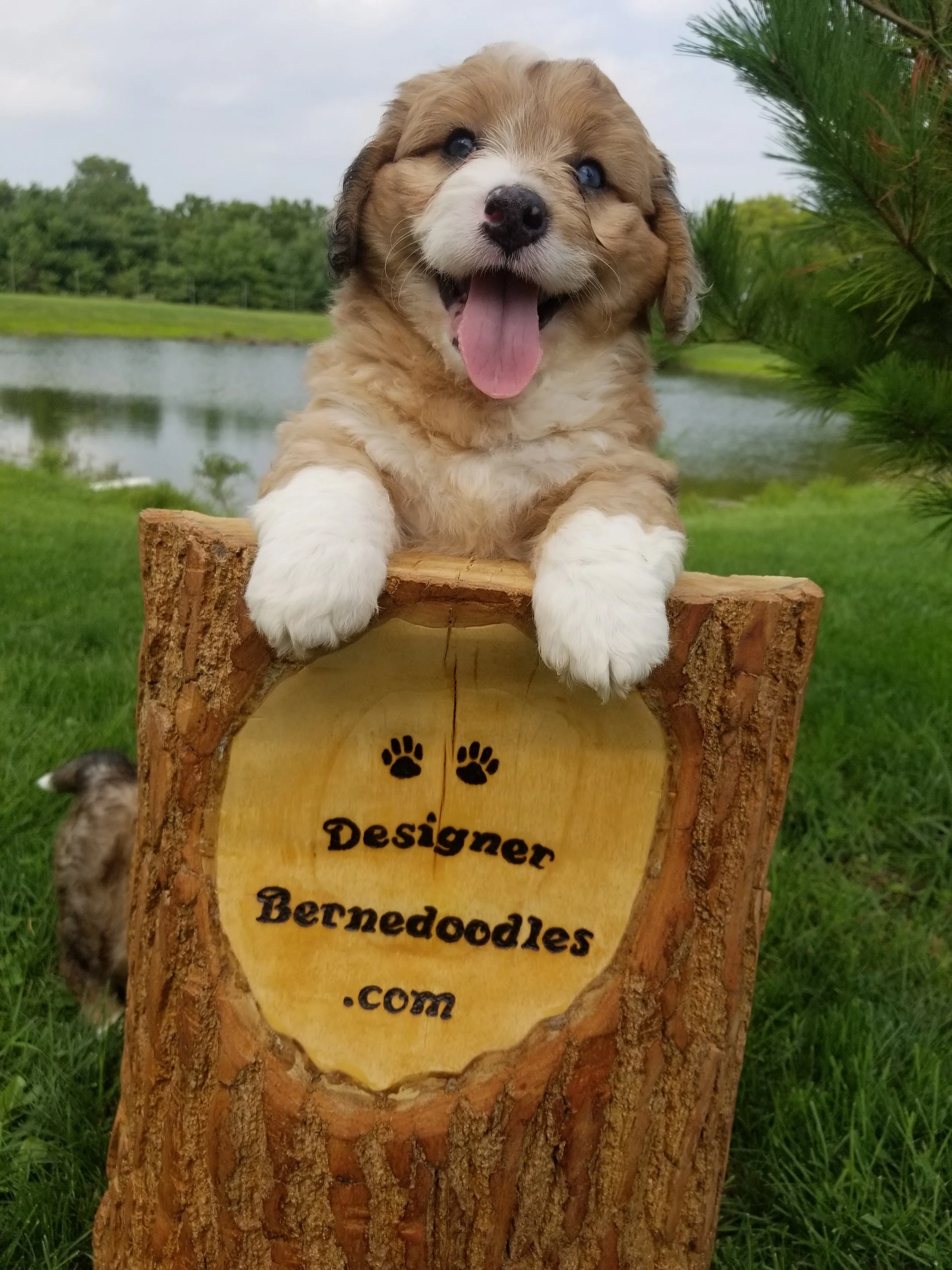 Aziz formerly Falcon has found his forever home with Tami Rokni and family from Northbrooke IL you can follow him on instagram at Aziz_ the _bernedoodle