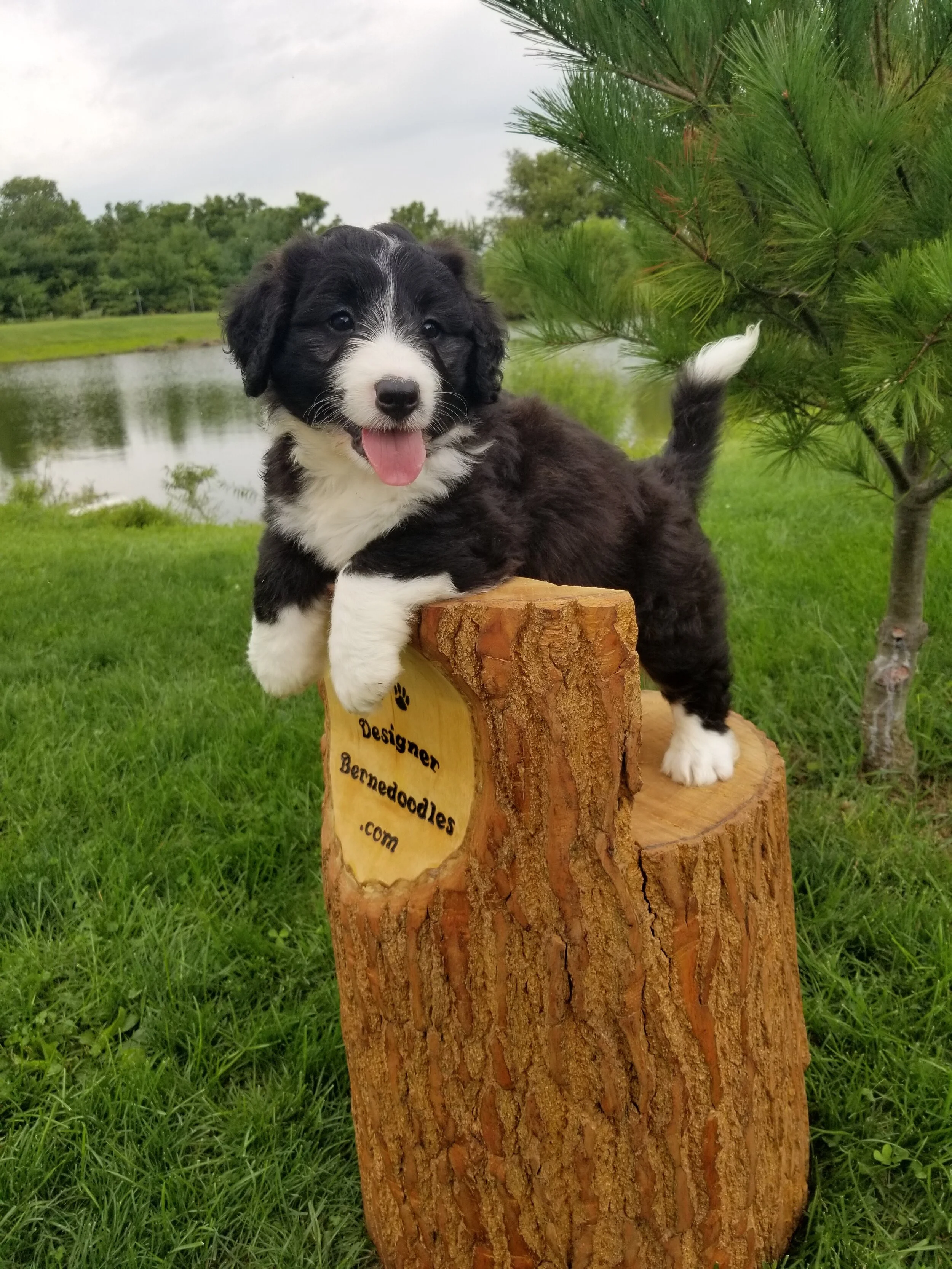 Asher has found his forever home with Malissa Chinappi and family
