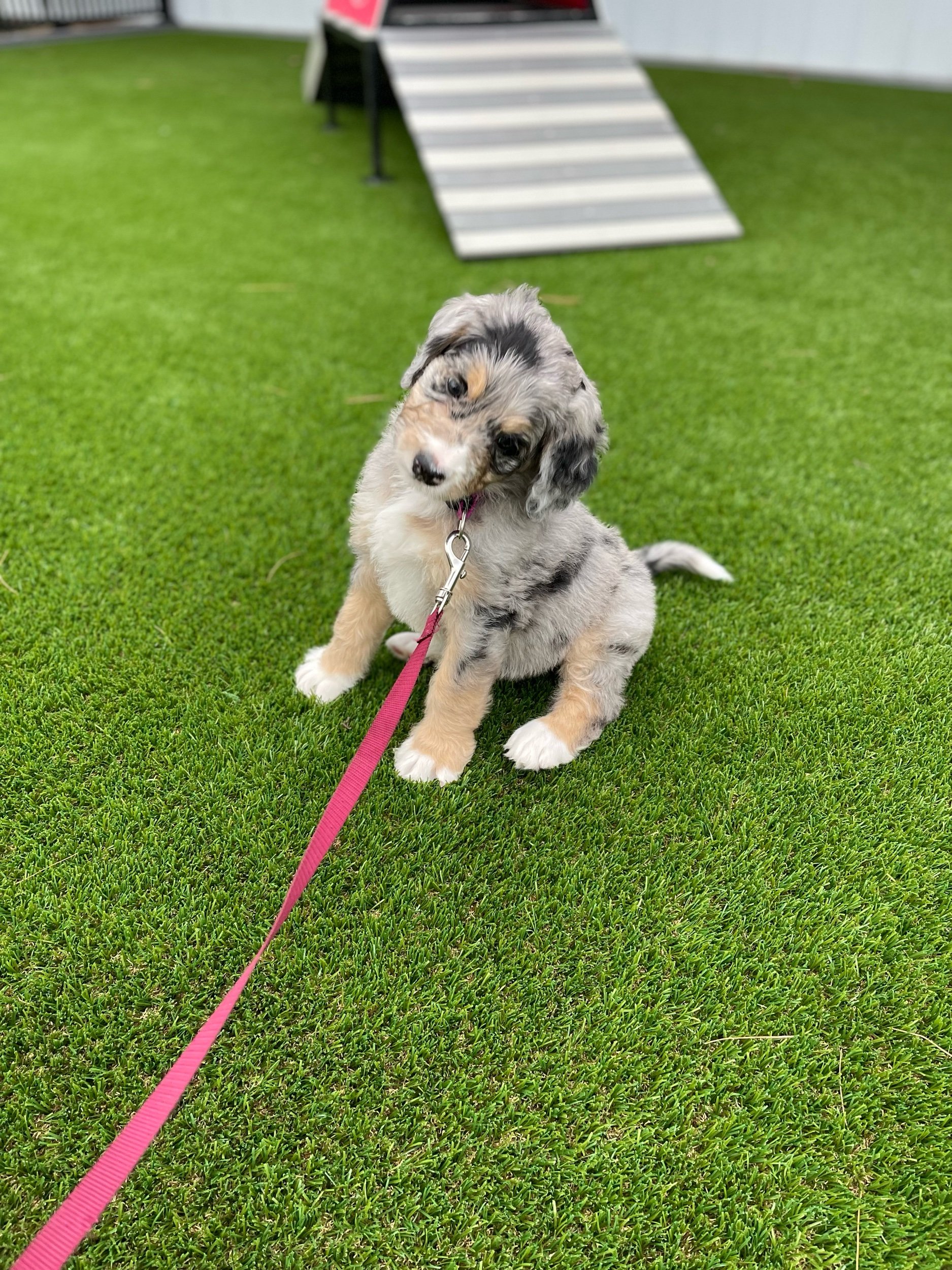 A Blue Merle Bernedoodle siiting in the grass with it's head cocked to the side wearing a pink leash