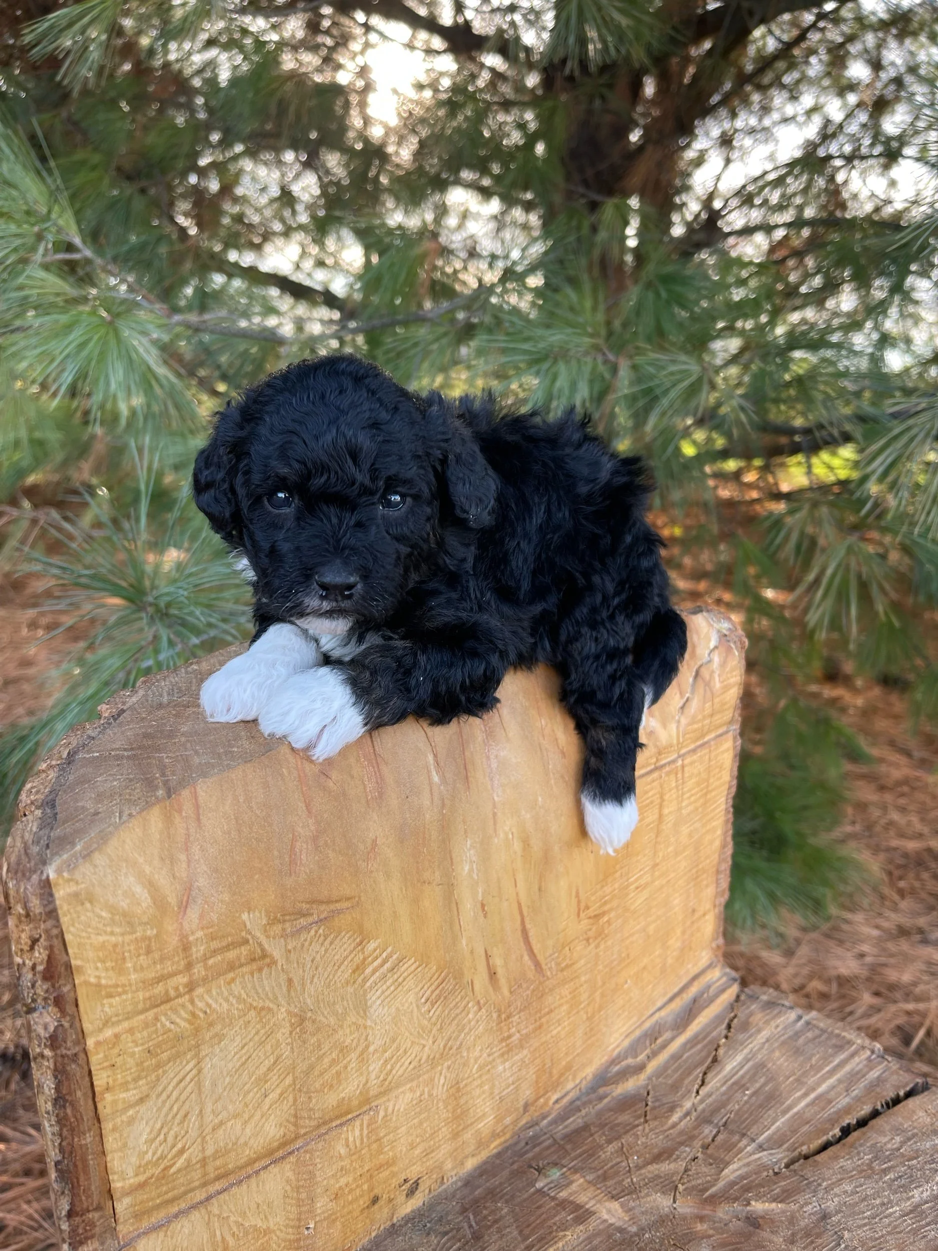 a black bernedoodle puppy with white feet sits on a log in front of pine trees