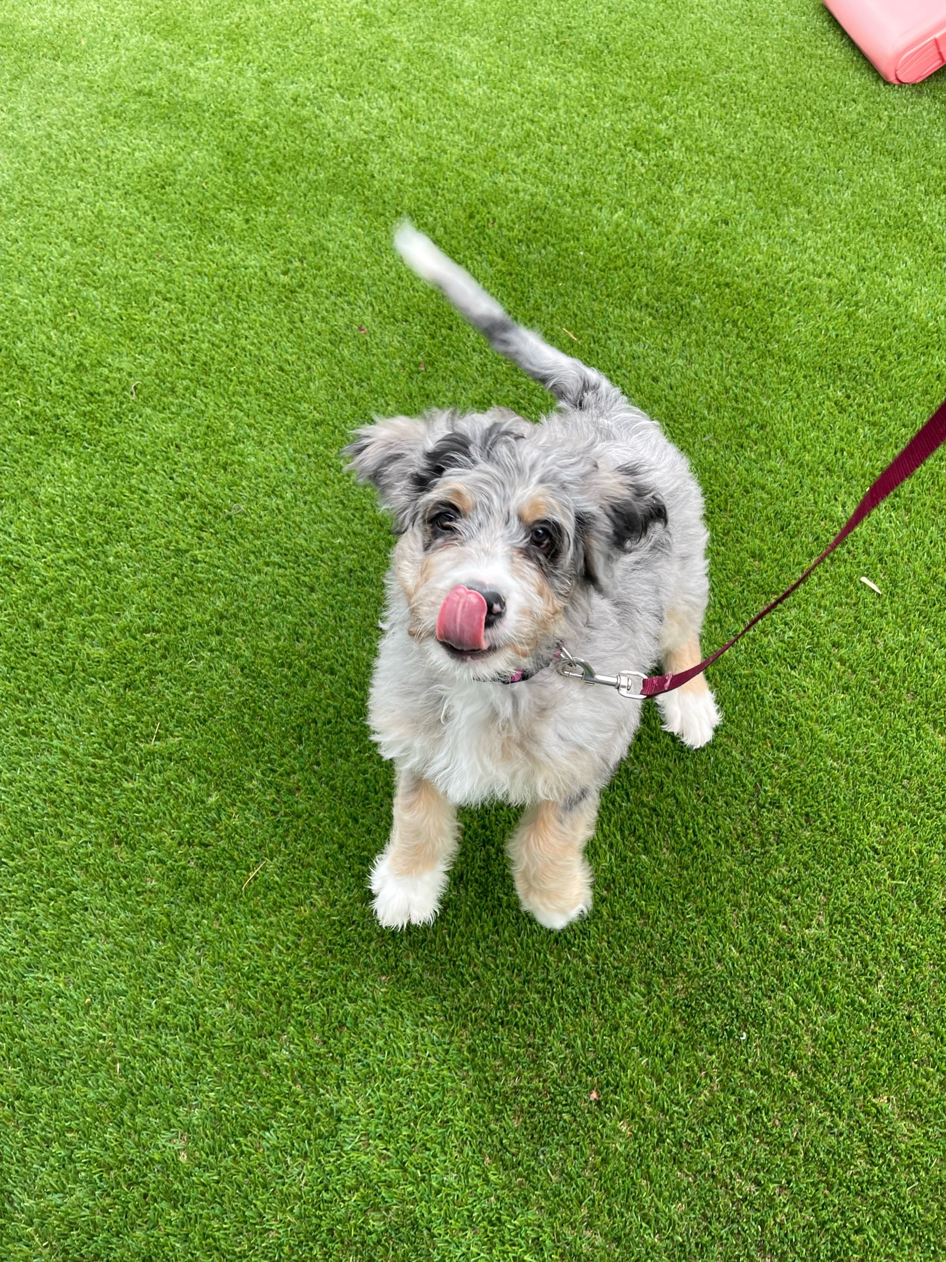 A merle blue mini bernedoodle licking his nose wearing a red leash on grass