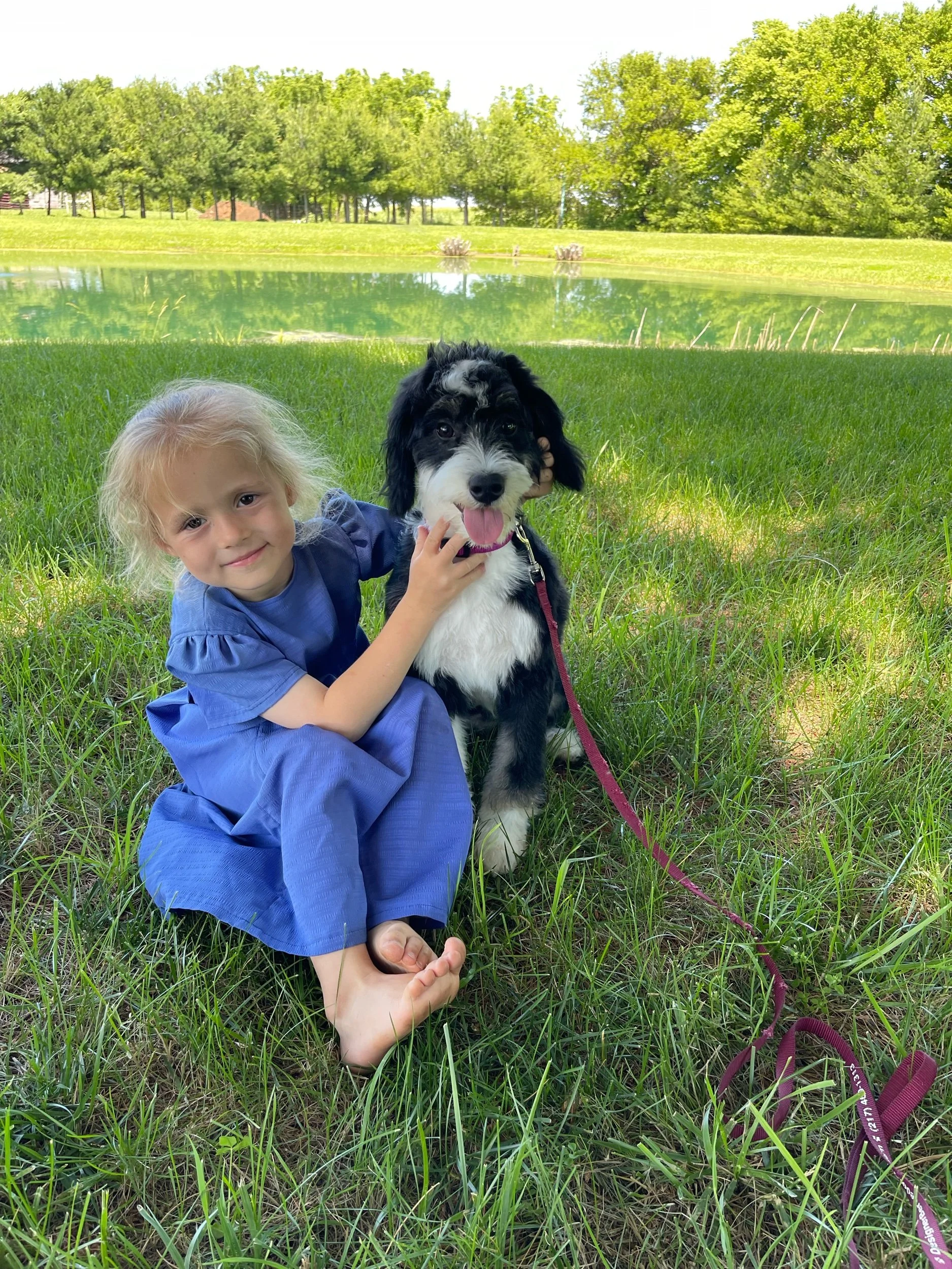 a young girl in a blue dress holds her bernedoodle sitting in grass in front of a pond