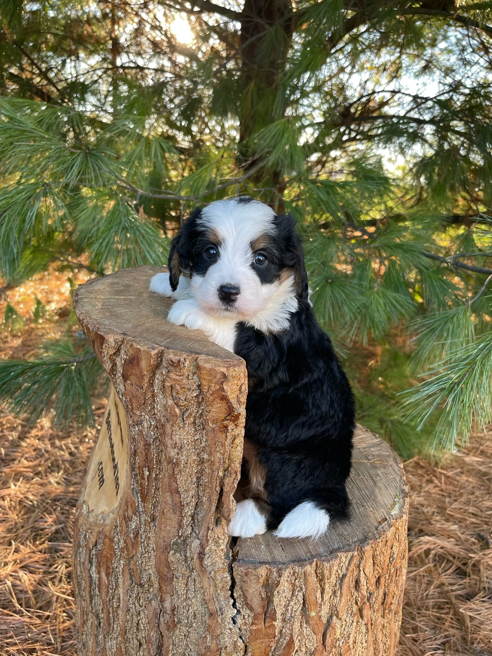 a small mini bernedoodle puppy sittin on a log in front of a pine tree