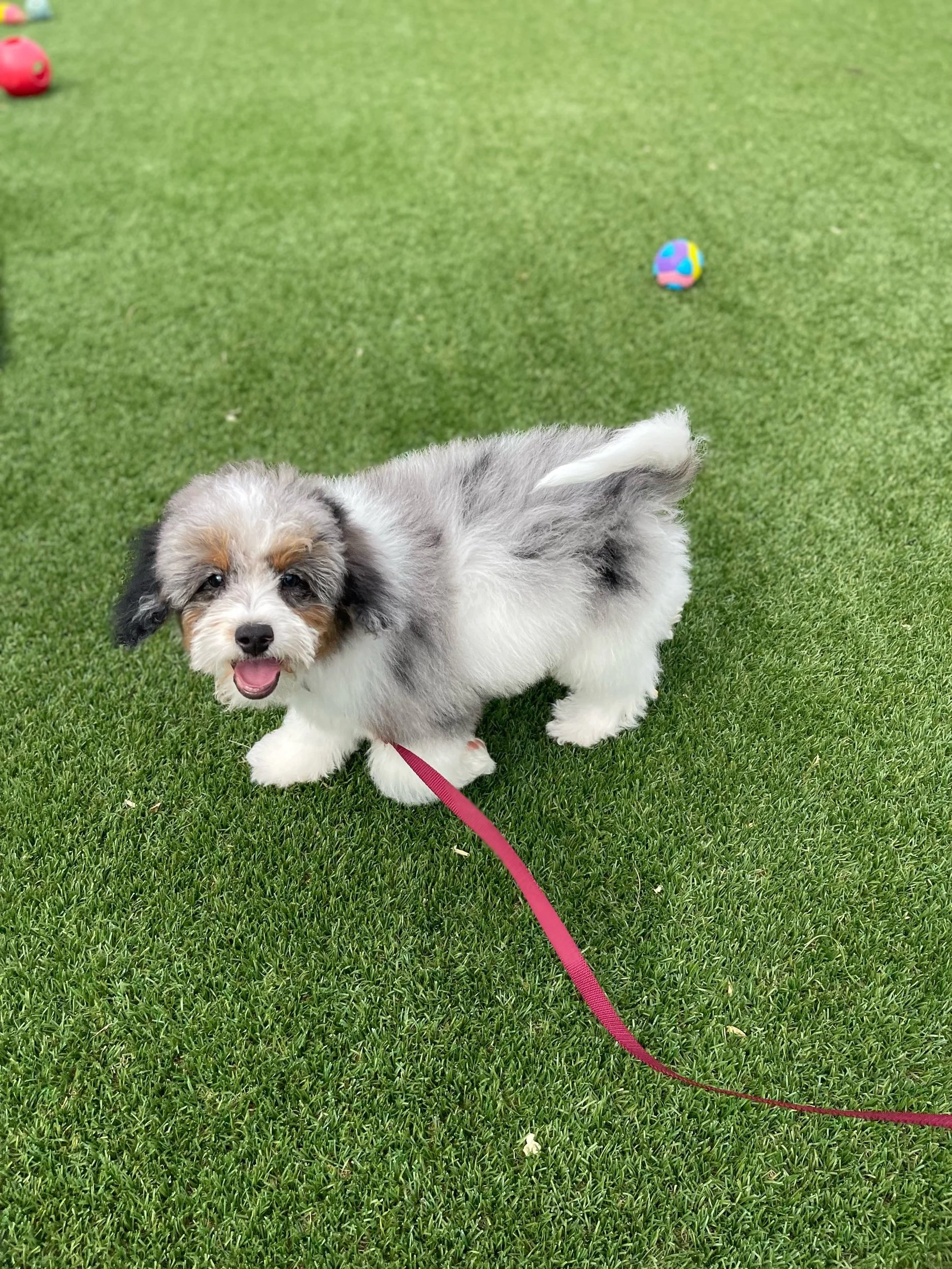A grey and white toy bernedoodle with a fluffy coat of hair stand on grass with it's mouth open, tail up, and a pink leash