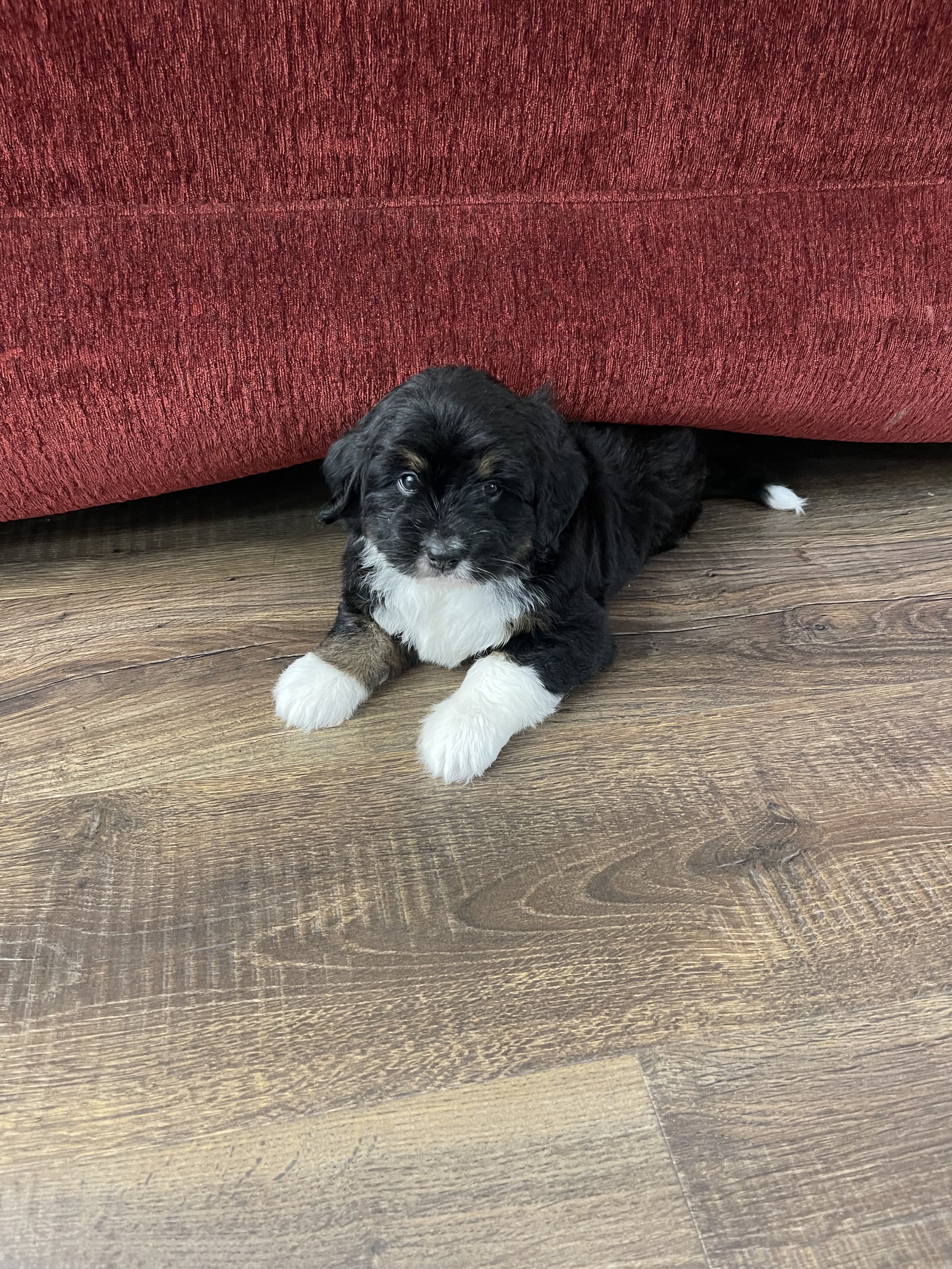 A small black and white F1b bernedoodle puppy halfway underneath a red blanket looking at the camera