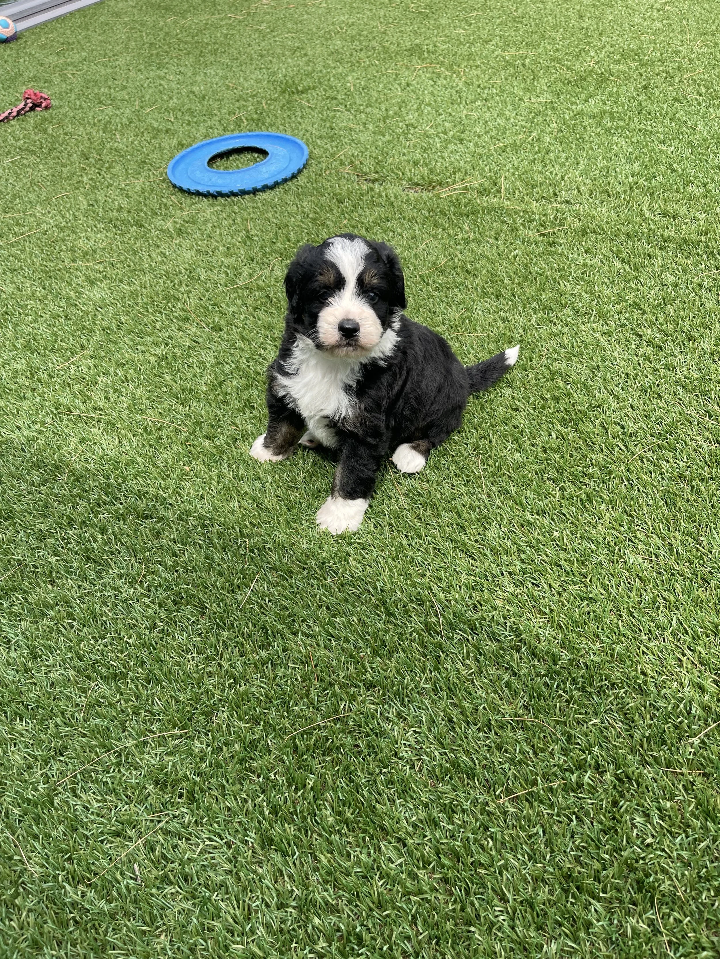 A small black and white Bernedoodle puppy training to sit on grass