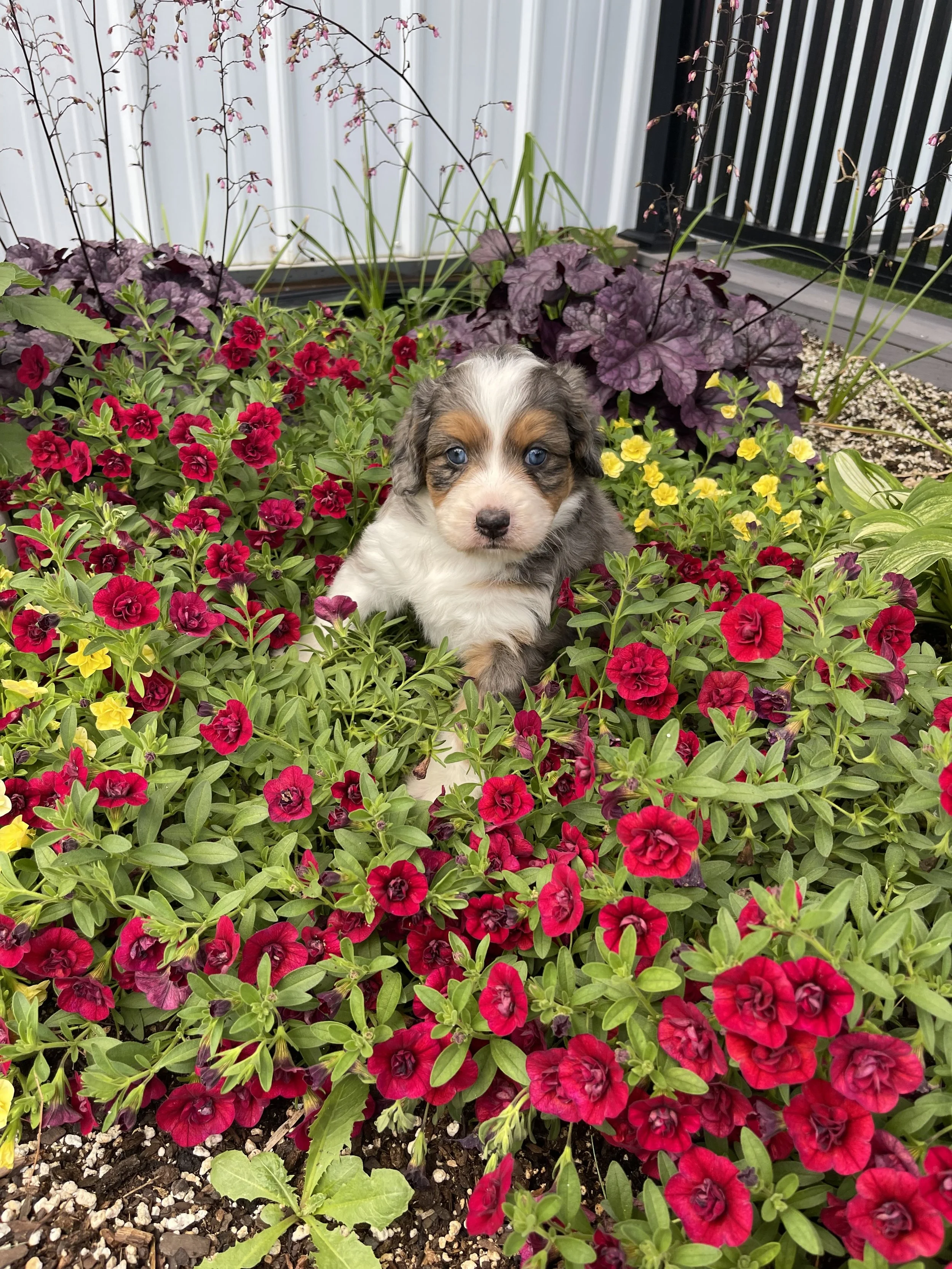 A small mini Bernedoodle sitting in aa flower bed surrounded by red and yellow flowers