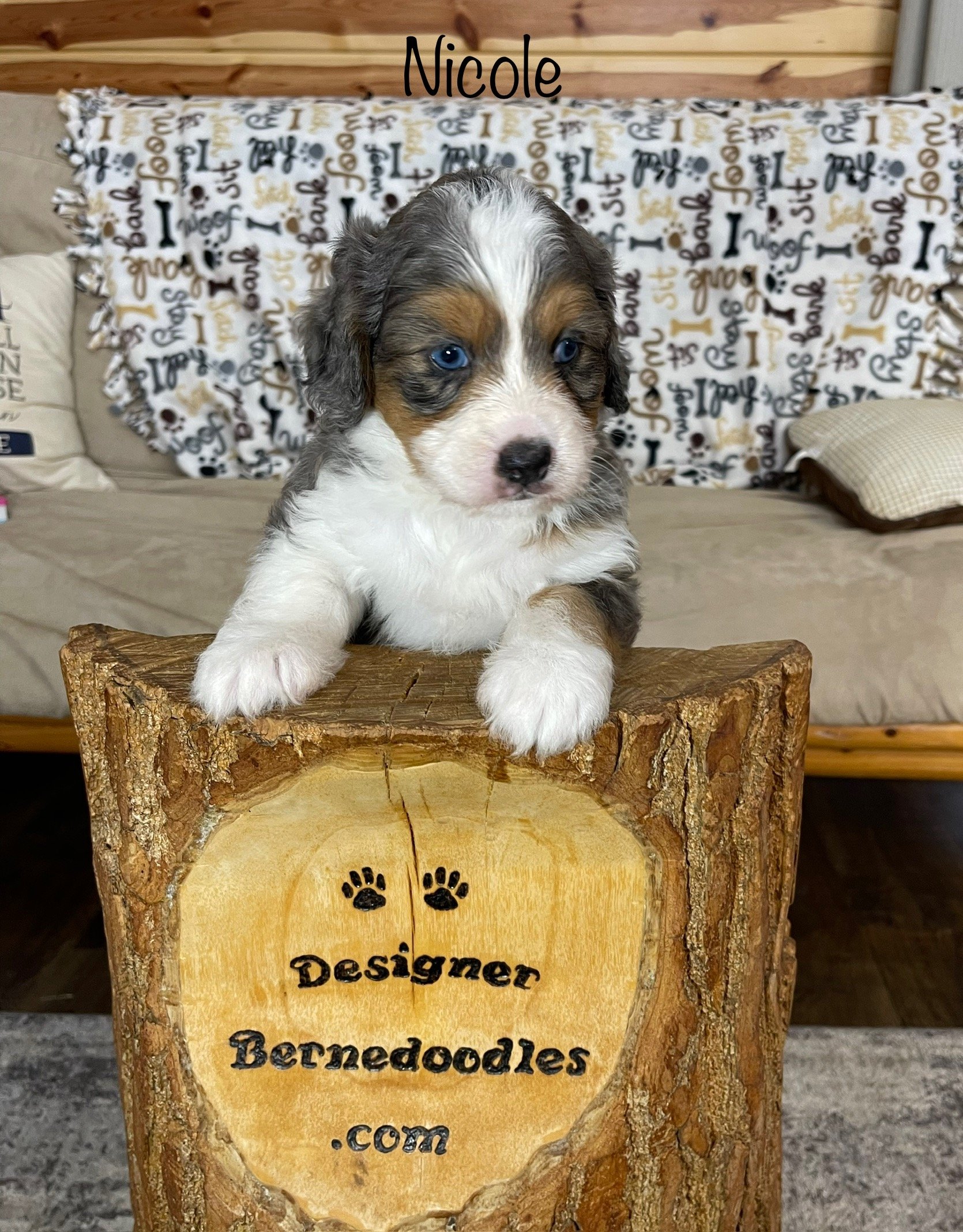 A tri-colored bernedoodle puppy with blue eyes sits upright with it's two paws on a log that says Designer Bernedoodles with a couch in the background