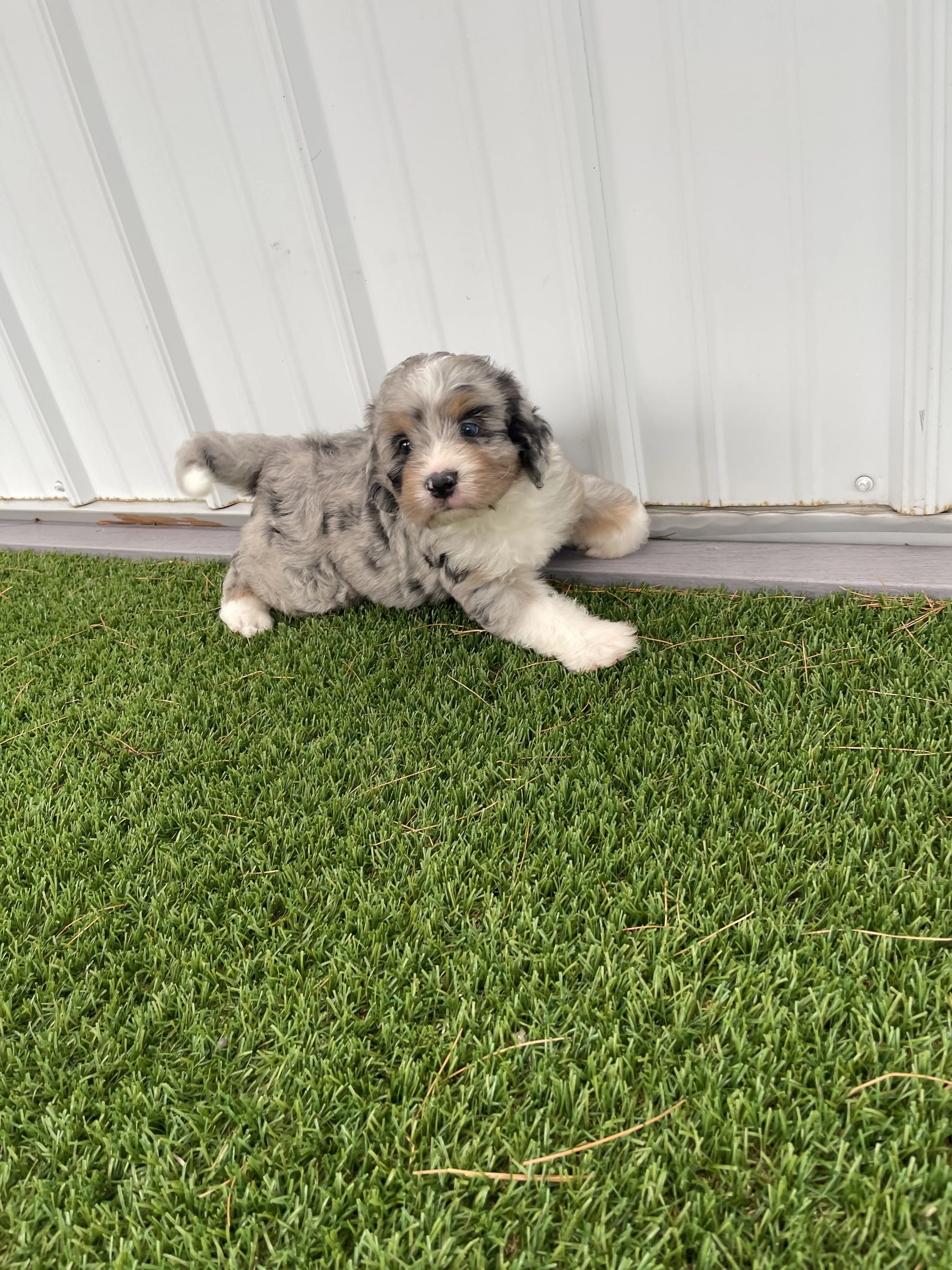A blue merle Bernedoodle puppy potty training on grass next to a metal shed wall