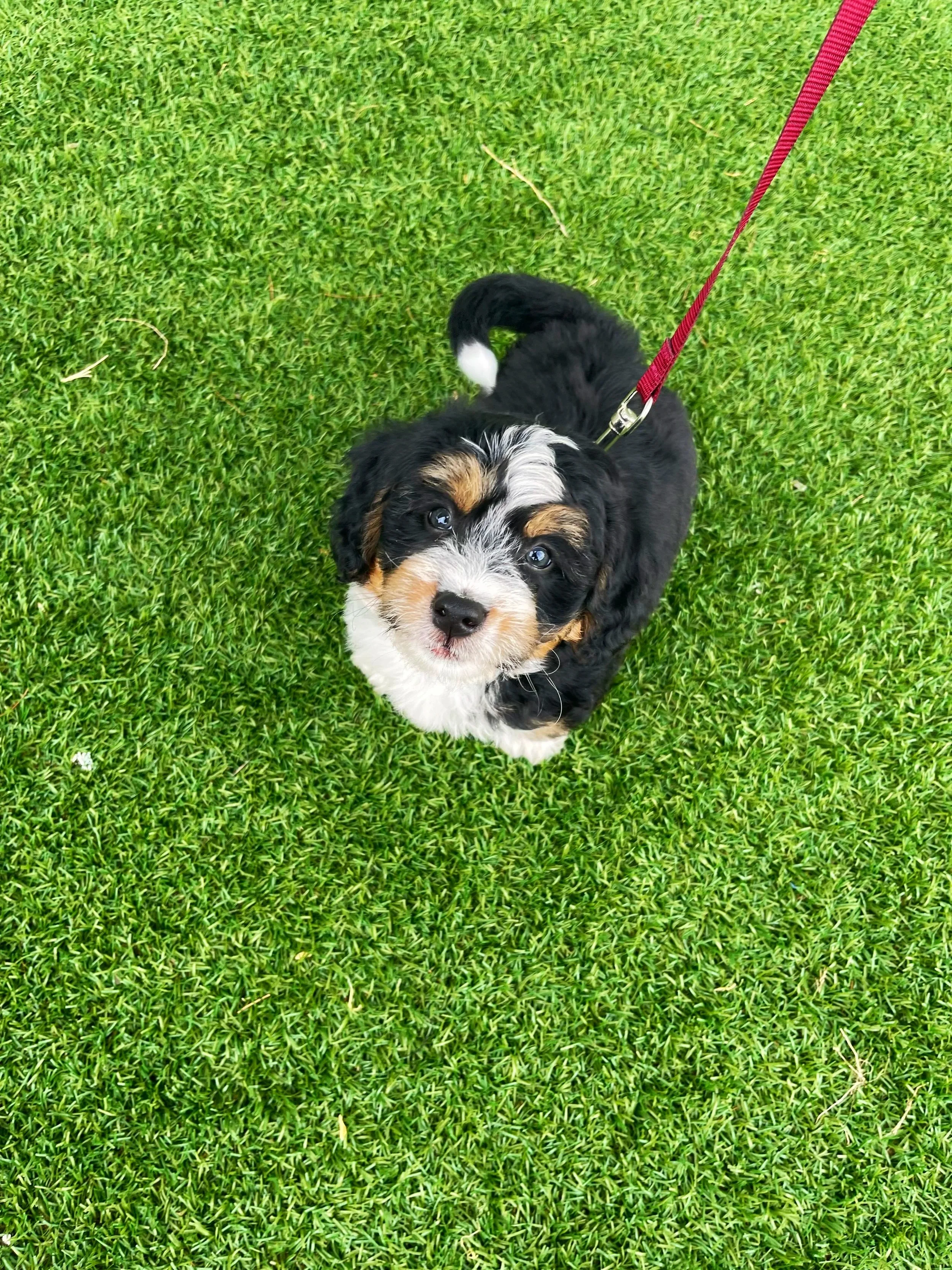 How To Train a Bernedoodle