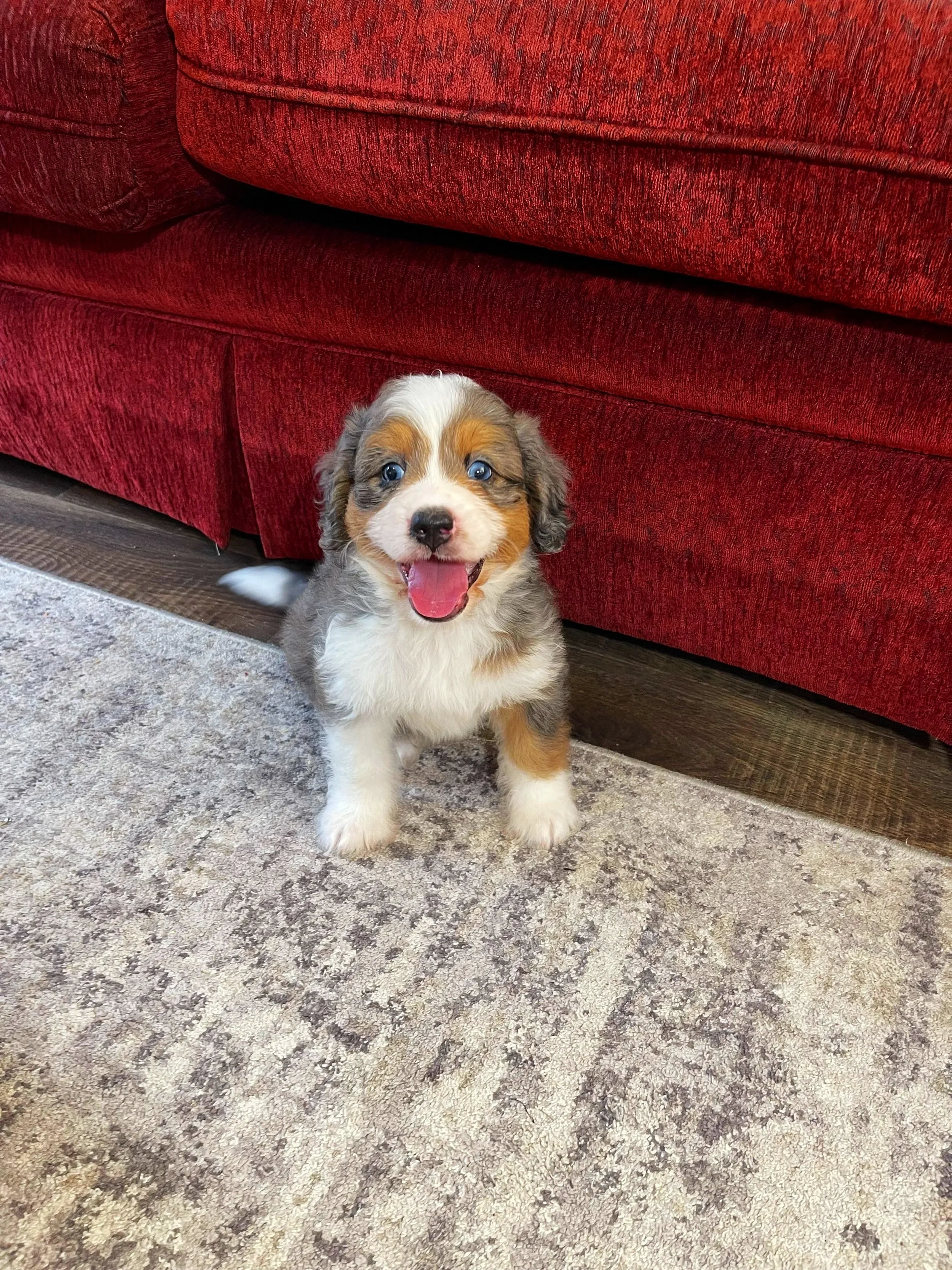 How Big Do Toy Bernedoodles Get​?