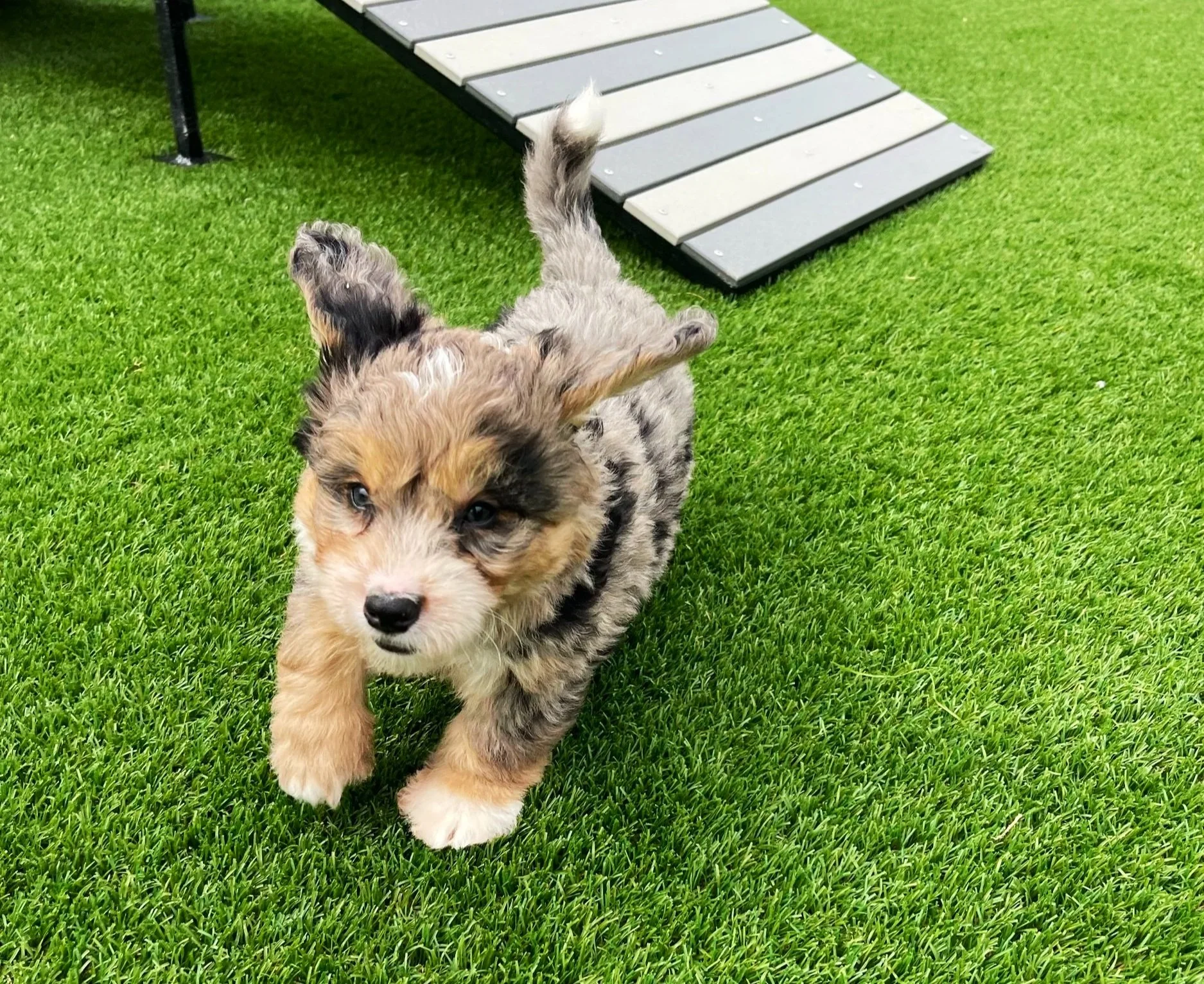 Bernedoodle Coat Colors - Understanding Blue Merle, Tri-color, and more
