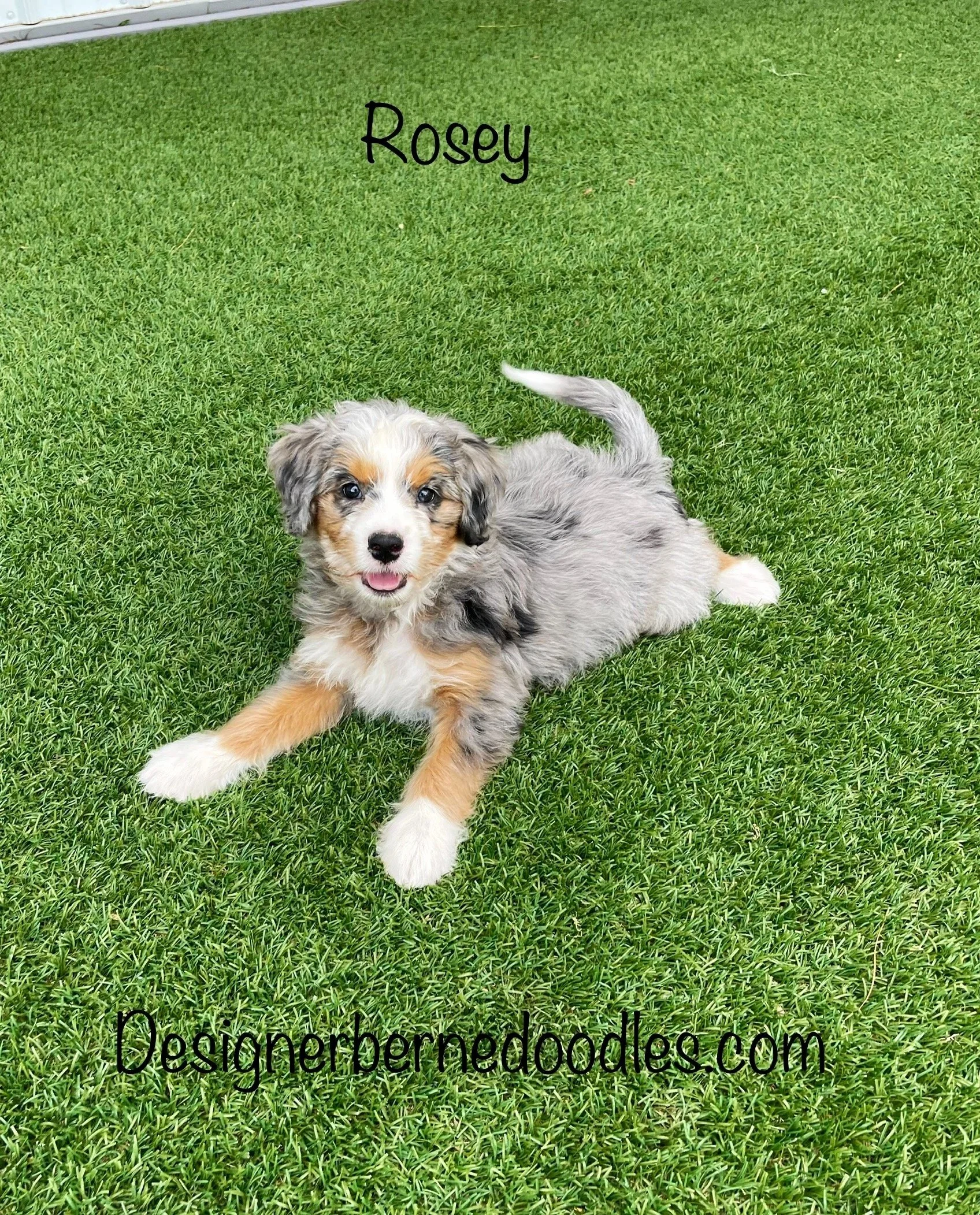 How Long Do Mini Bernedoodles Live? It Depends.