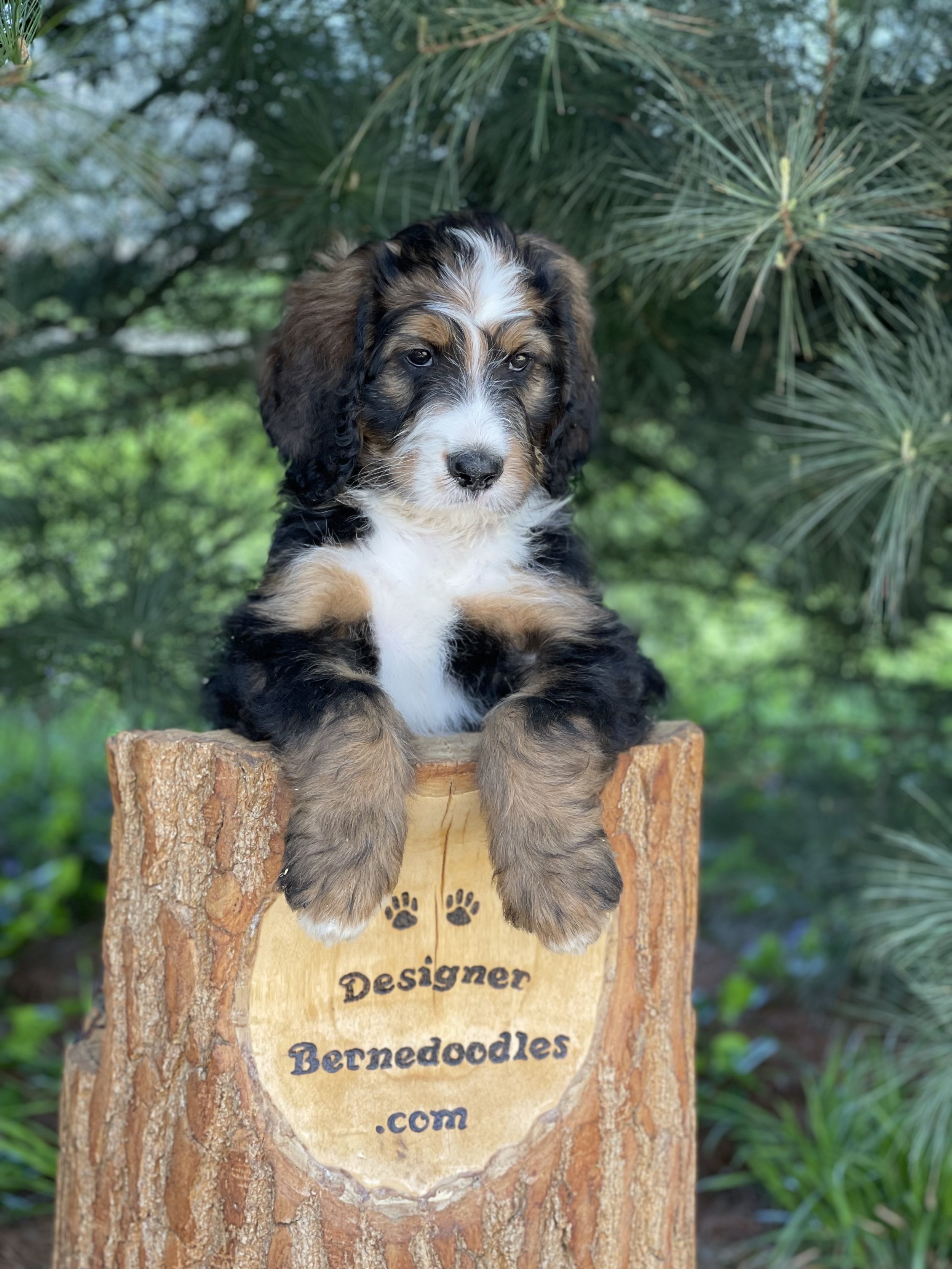 a tri-color toy bernedoodle sits on a log that says designer bernedoodles with its paws hanging over the edge outside underneath a pine tree