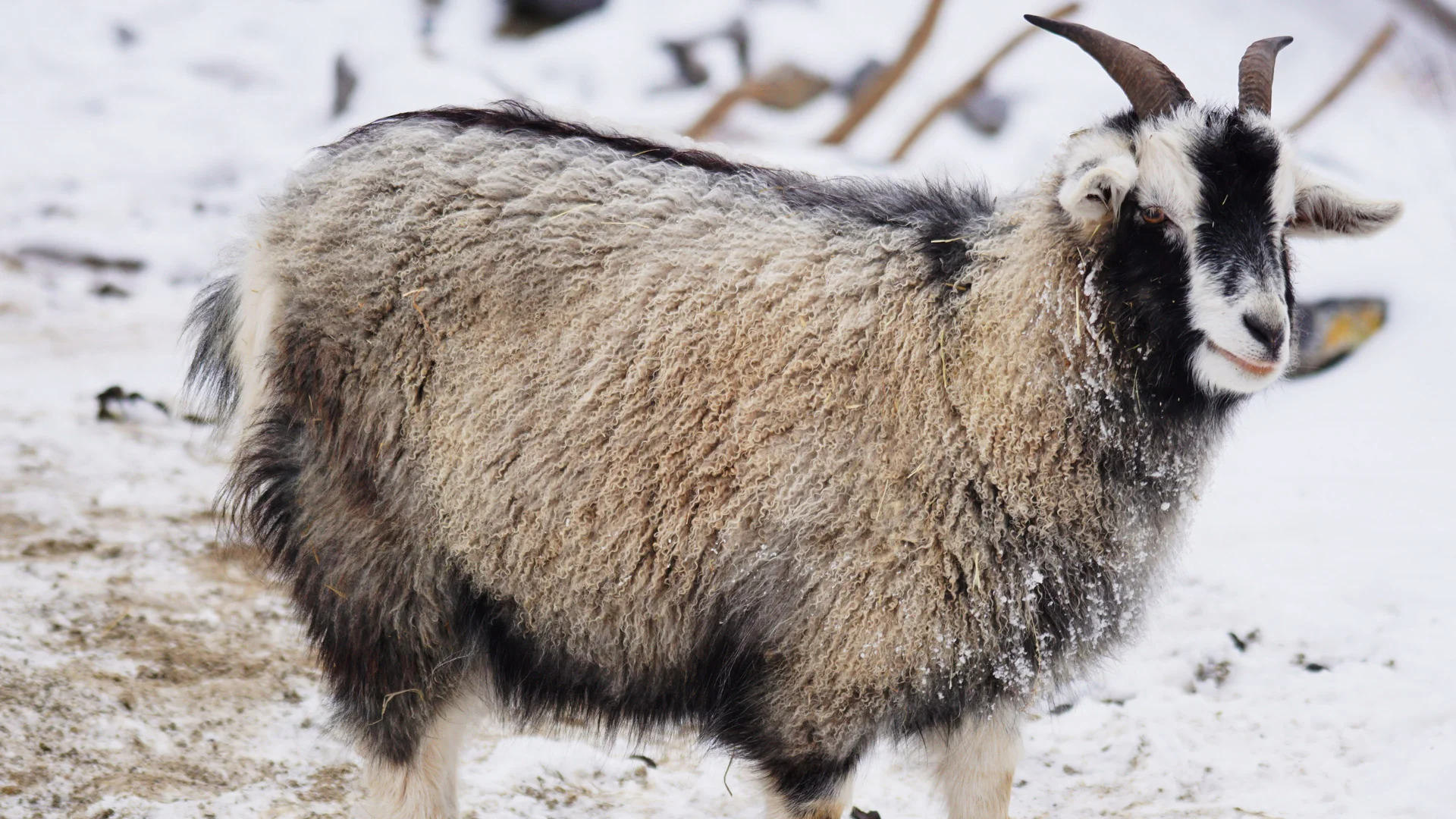 goat-1160961.jpg