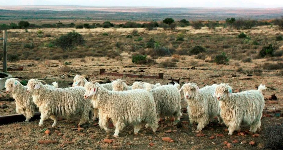 mohair-goat-fibres-textile-luxury-quality.jpg