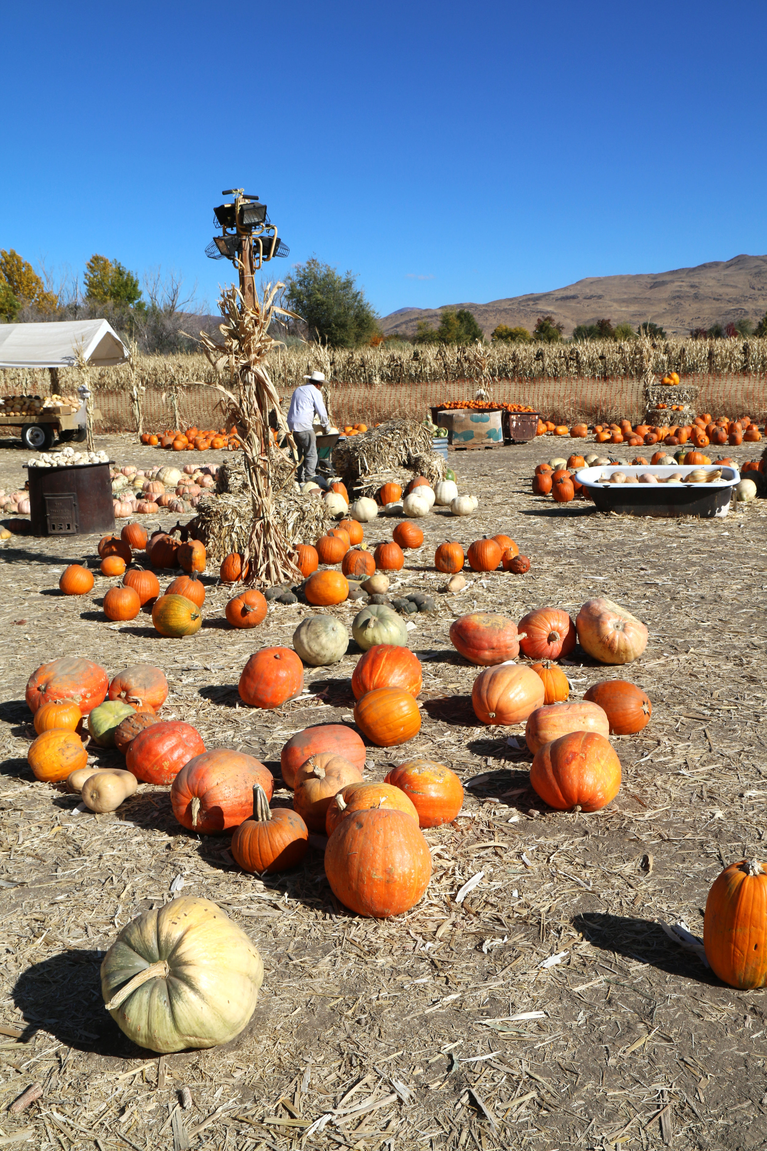 A Fall Must Ferrari Farms Pumpkin Patch In Reno Nevada Bri Sul