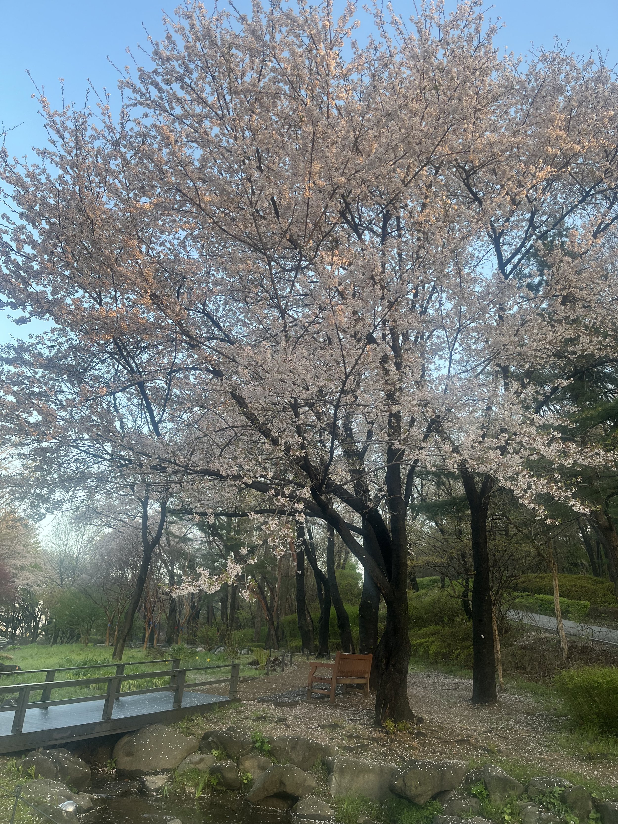 A flowering cherry tree in a park, with a stream in the foreground. A footbridge to the left of the tree crosses the stream.