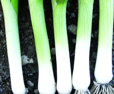 Spring Onion Tipika.PNG