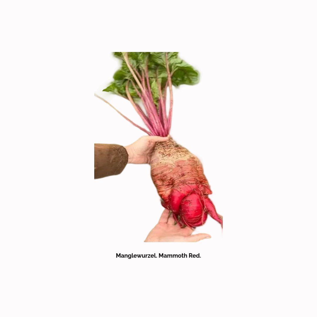 Manglewurzel. Mammoth Red.