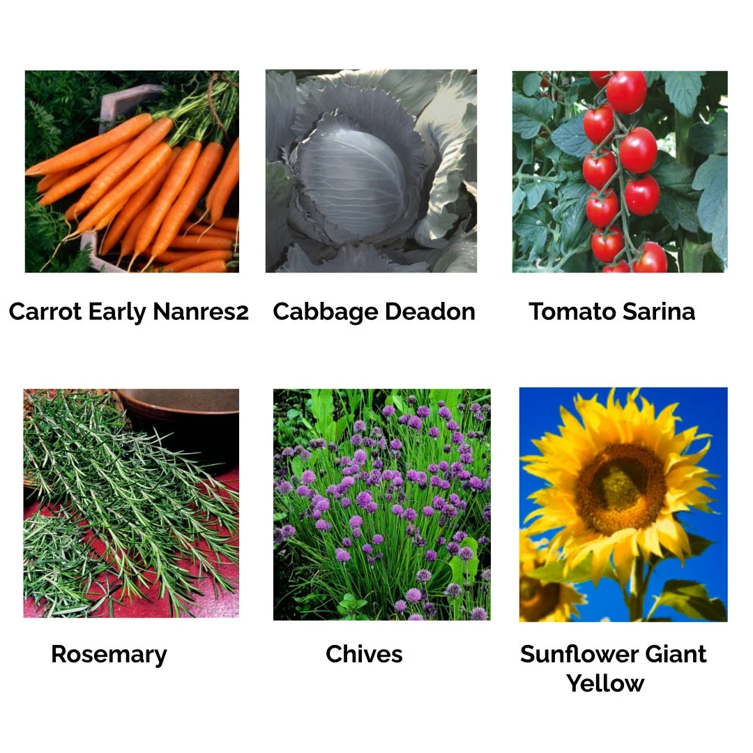 A New Design - 2024-08-10T134844.433.jpg