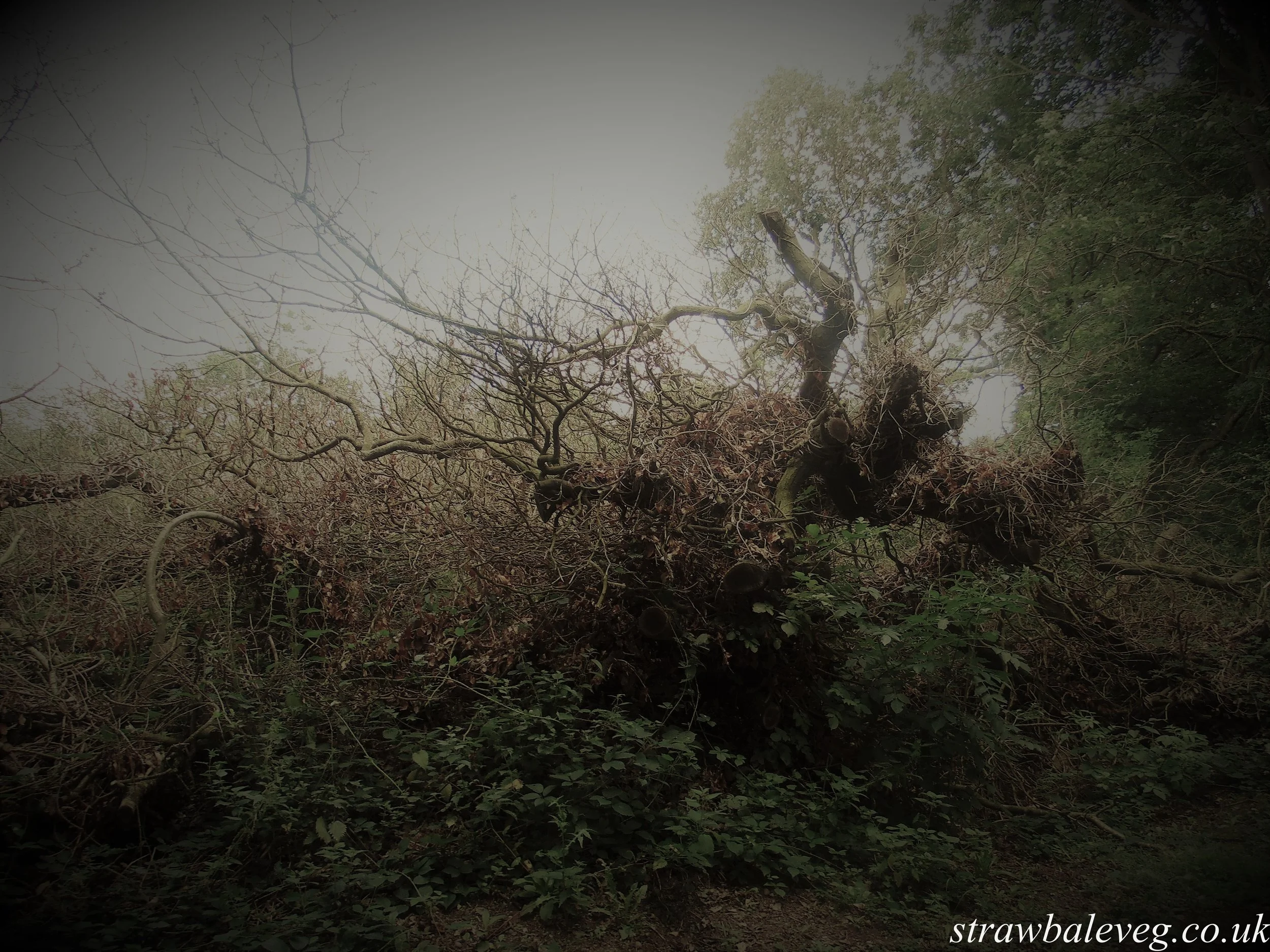 Dead Tree Wood