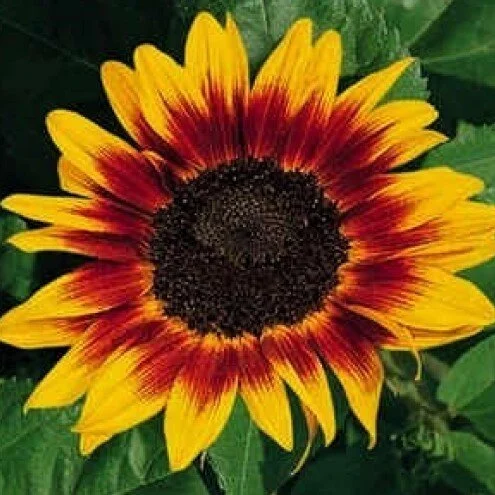 Sunflower ring of fire.jpeg